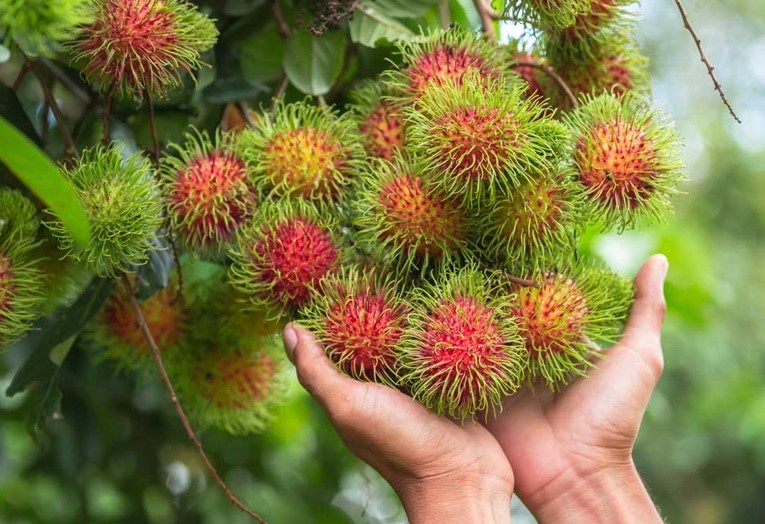 The nao la nong nghiep sach? hinh anh