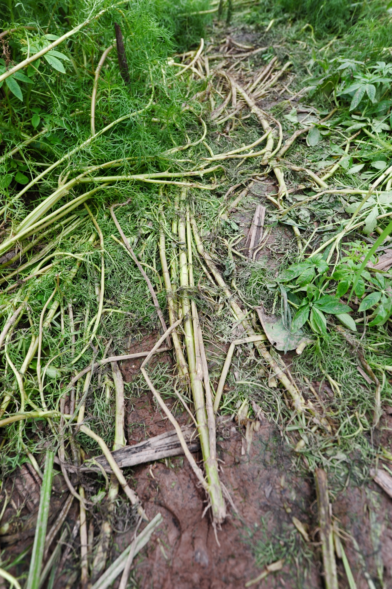 Kể cả những cây hoa tuý điệp khá cứng và có gai cũng bị dẵm cho tan nát