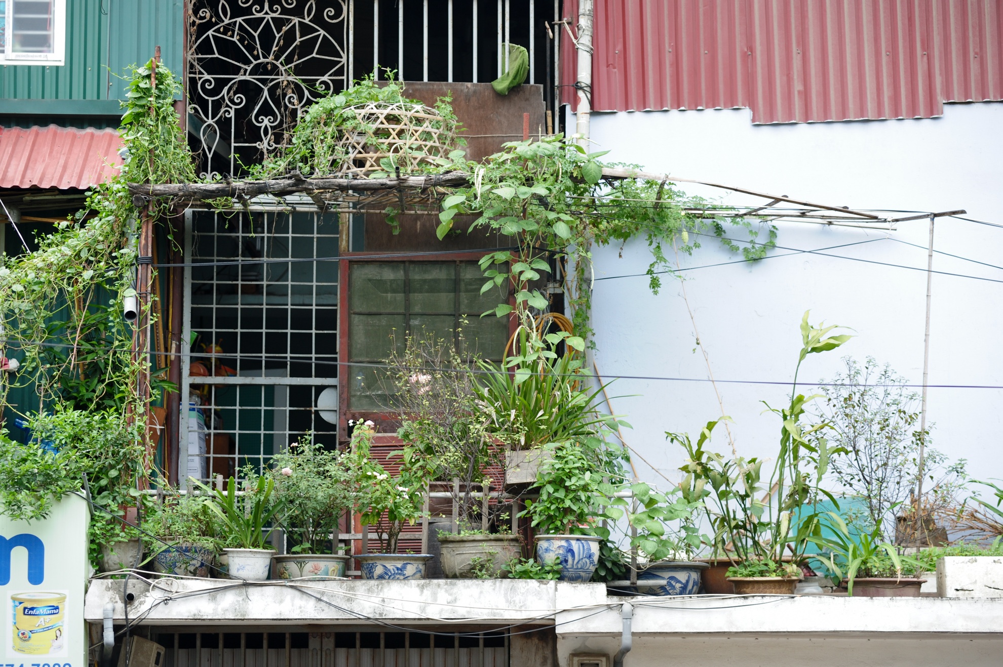 Với những con phố chật chội hơn thì người dân tận dụng ban công, sân thượng.