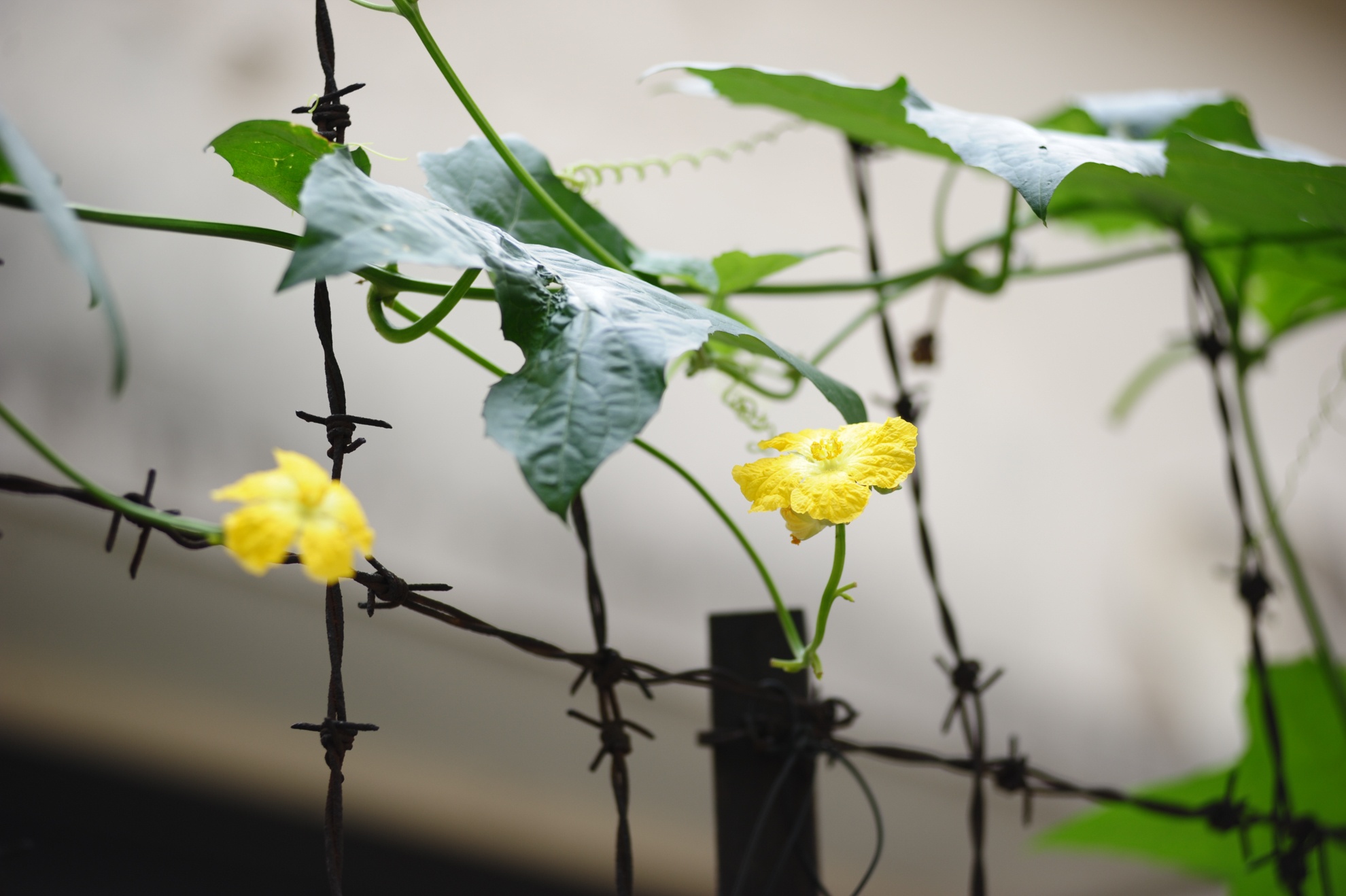 Những hàng rào dây thép gai cũng trở thành dàn mướp