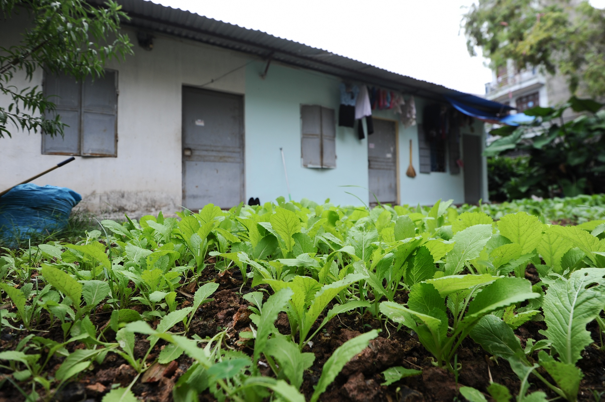 Với những nhà nằm sâu trong phố Định Công Thượng, đất còn khá dư dả nên người dân có vườn để trồng rau.