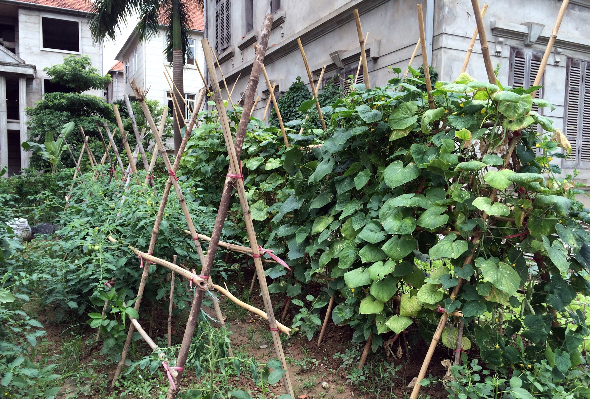 Đặc biệt, ở khu đô thị Thiên đường Bảo Sơn, khi mà phần lớn biệt thự bị bỏ hoang thì các hộ dân ít ỏi đã biến nơi đây thành thiên đường của rau sạch. (Ảnh Anh Tuấn)