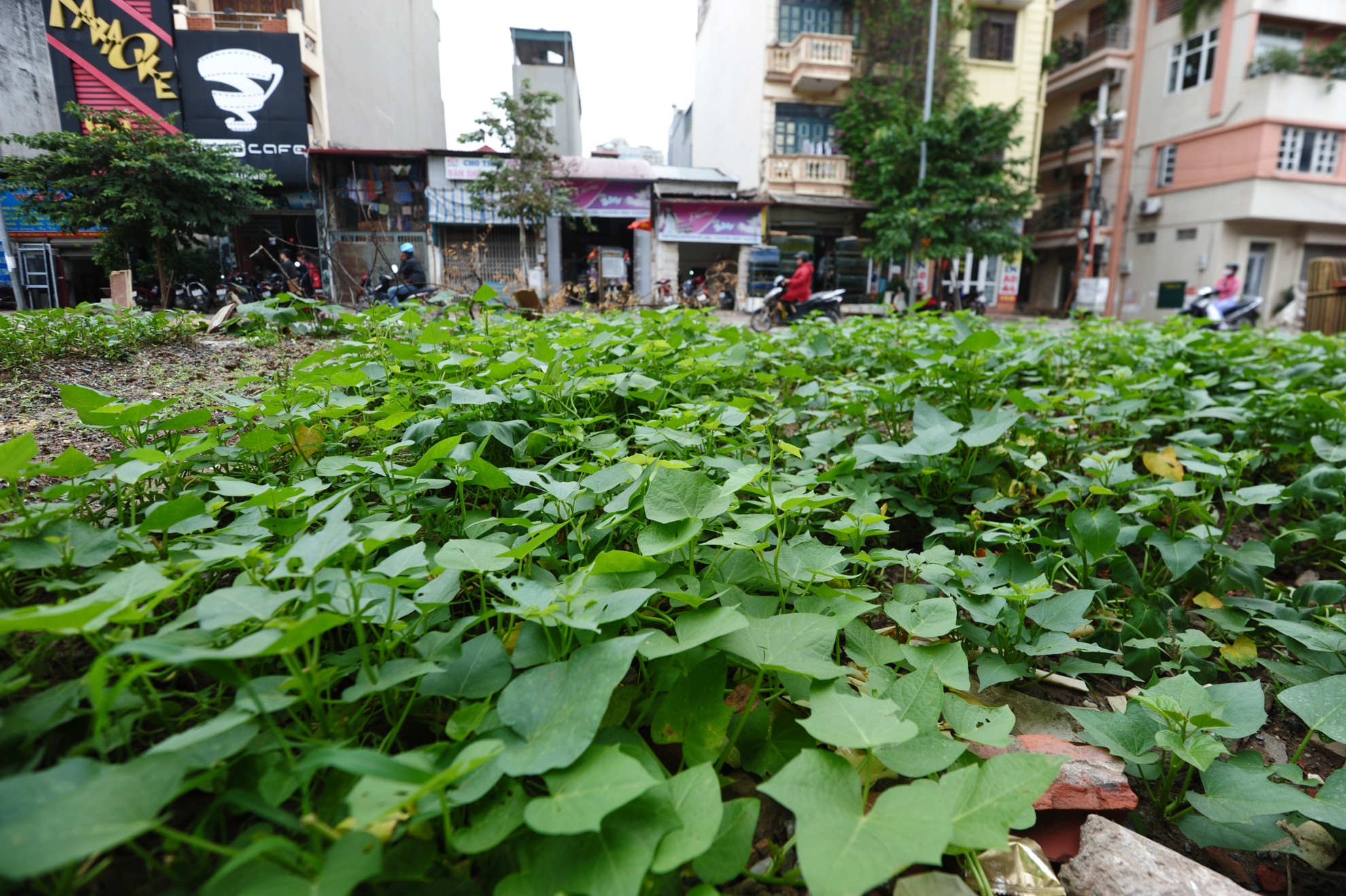 Khi đi qua con đường Yên Lãng- Hoàng Cầu, nhiều người không khỏi giật mình trước những thảm rau xanh mướt mọc giữa dải phân cách, dưới gầm công trình đường sắt trên cao.