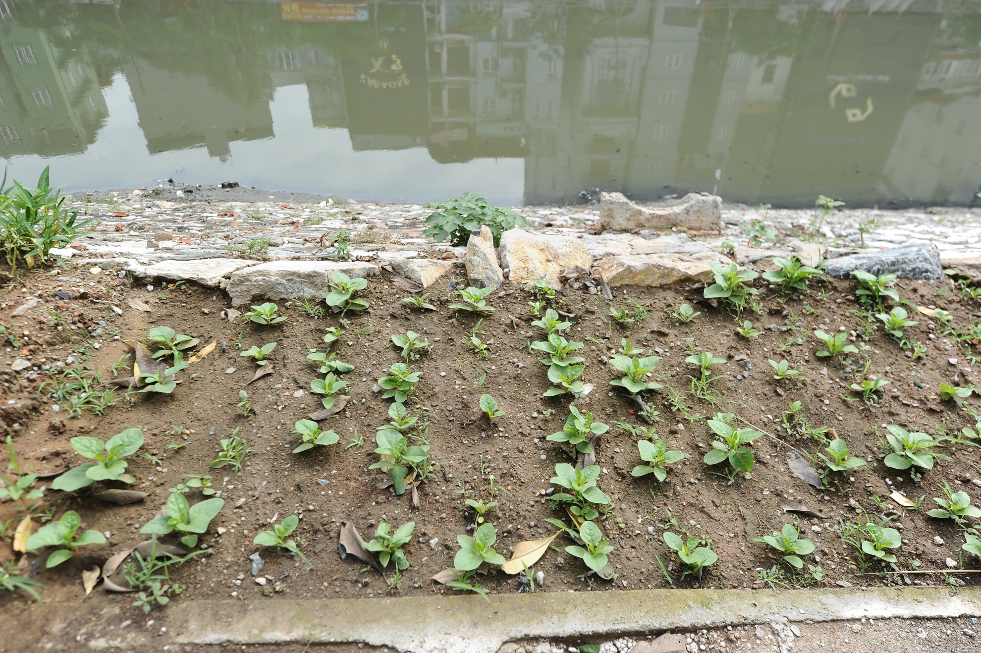 Dọc sông Tô Lịch, đoạn từ Cầu Lủ đến Ngã tư Sở, nhiều khoảng đất đã được người dân tận dụng