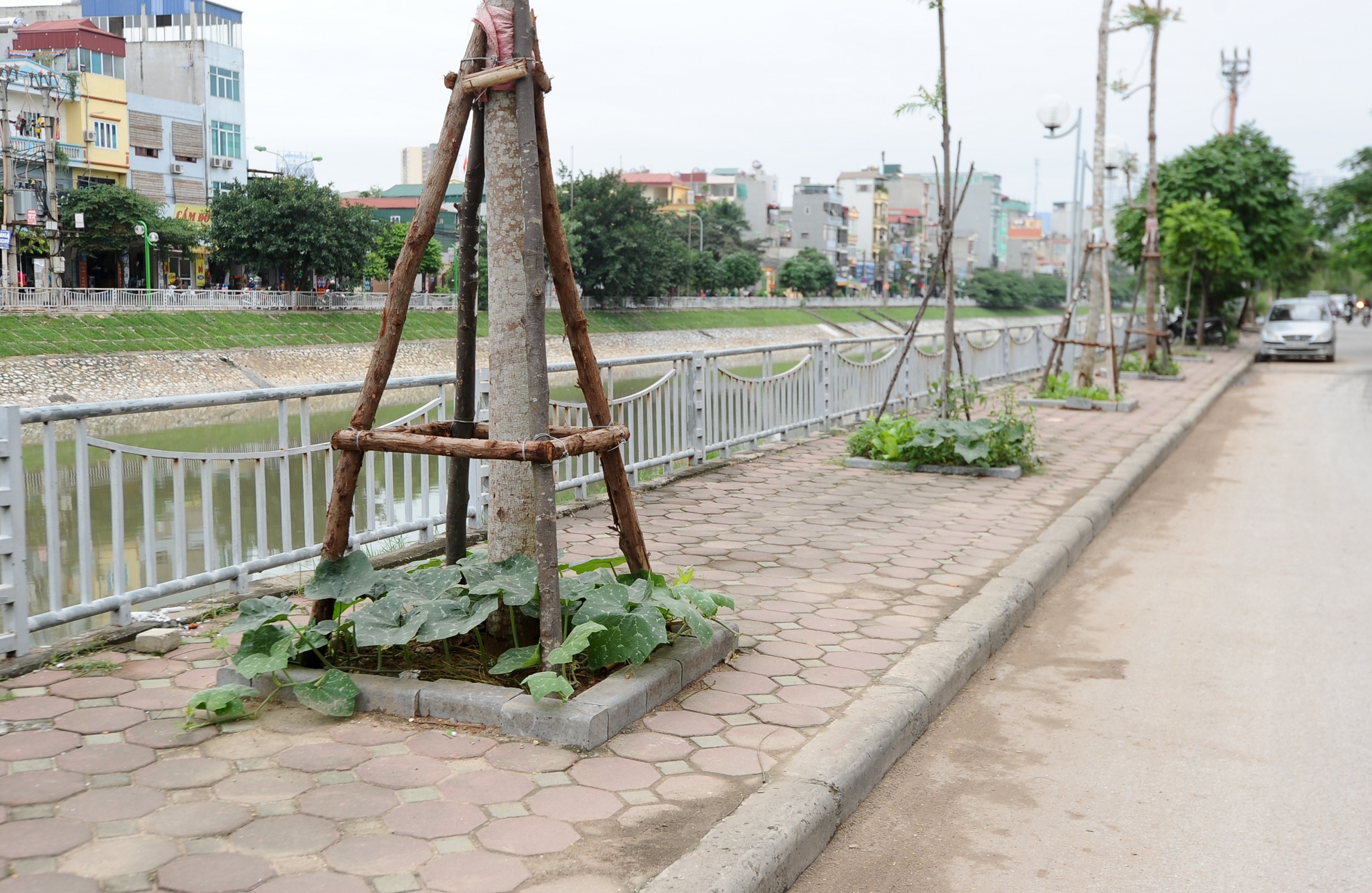 Phổ biến nhất là trồng ở trong các bồn cây. Bác Hải, nhà trên phố Vũ Tông Phan cho biết: Các hộ dân ở đây không bao giờ lấy nước sông để tưới rau mà hầu hết dùng nước máy hoặc nước gạo để chua.