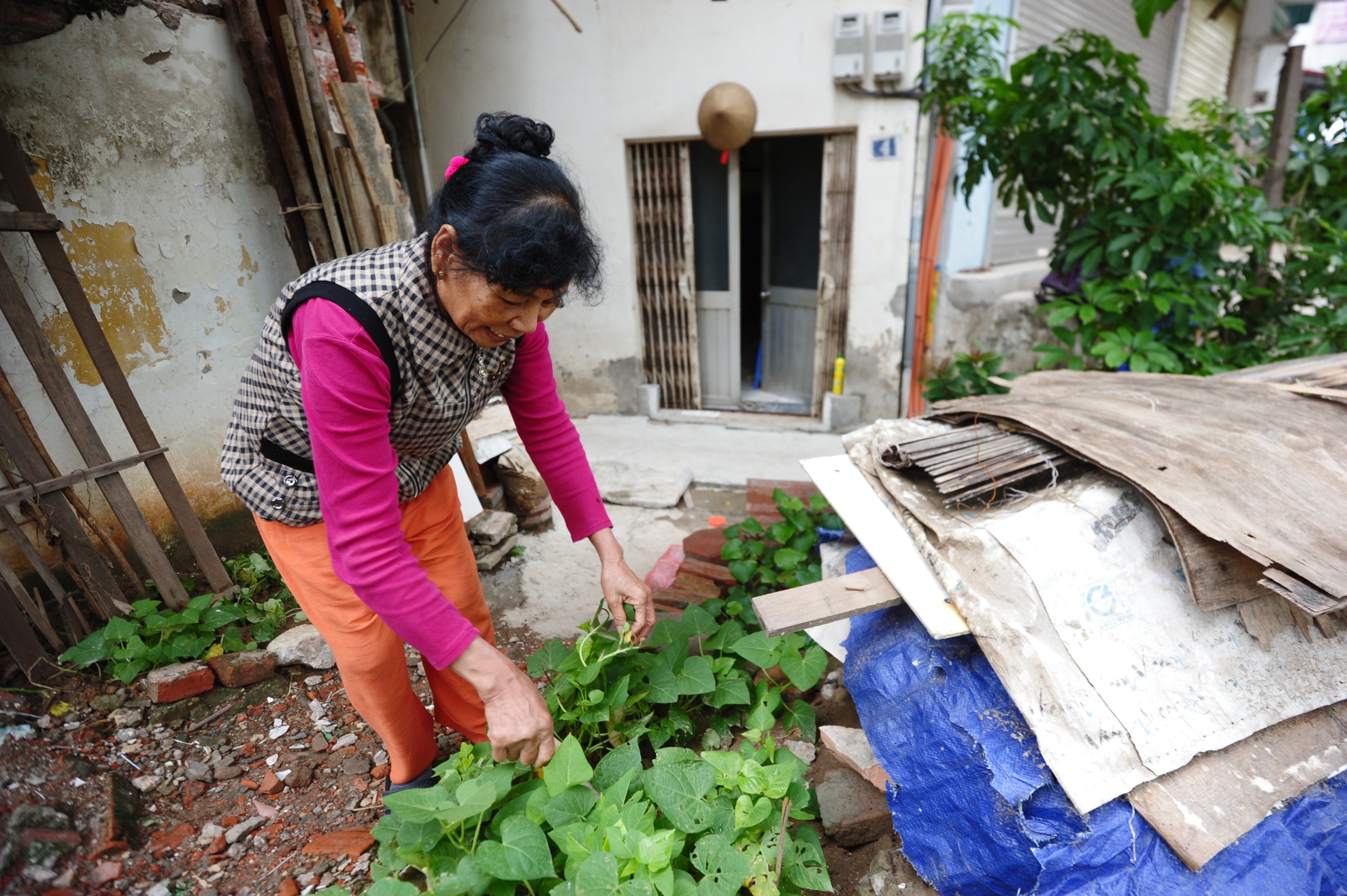 Bác Hà (68 tuổi) ở đường Láng thì tận dụng khoảng đất nhỏ của nhà hàng xóm sau khi phá dỡ để trồng đủ các loại như rau lang, lá lốt, đỗ, chanh…