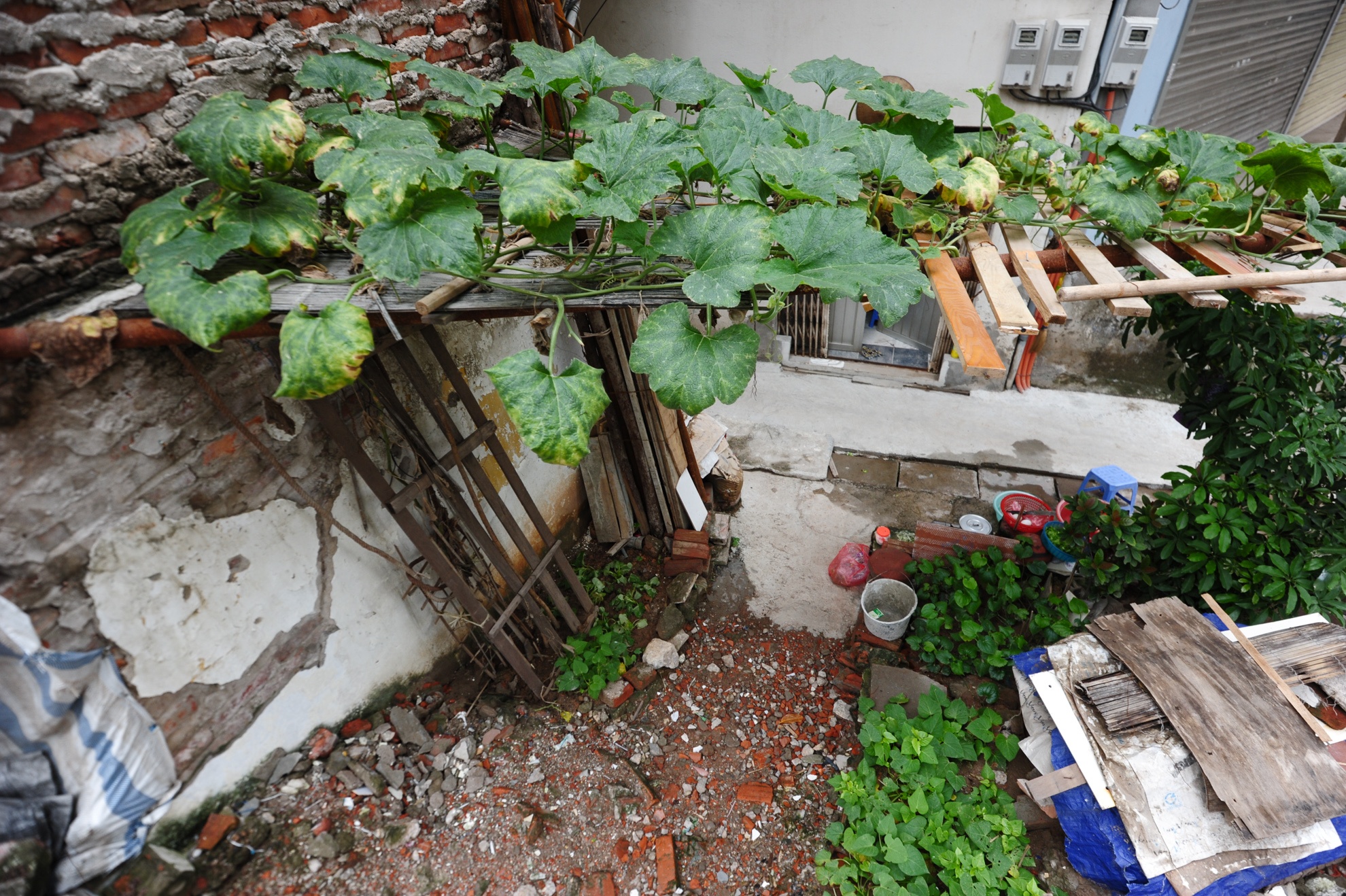 Do chật chội nên bác Hà đã làm giàn cho cây bí để tận dụng khoảnh đất phía dưới.