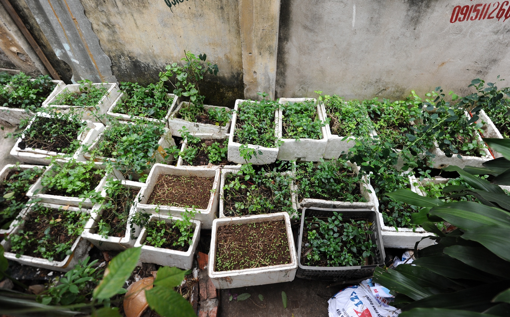 Dọc các con ngõ nhỏ trên phố Định Công Thượng, người dân tận dụng các khoảng rộng để đặt thùng xốp trồng rau.