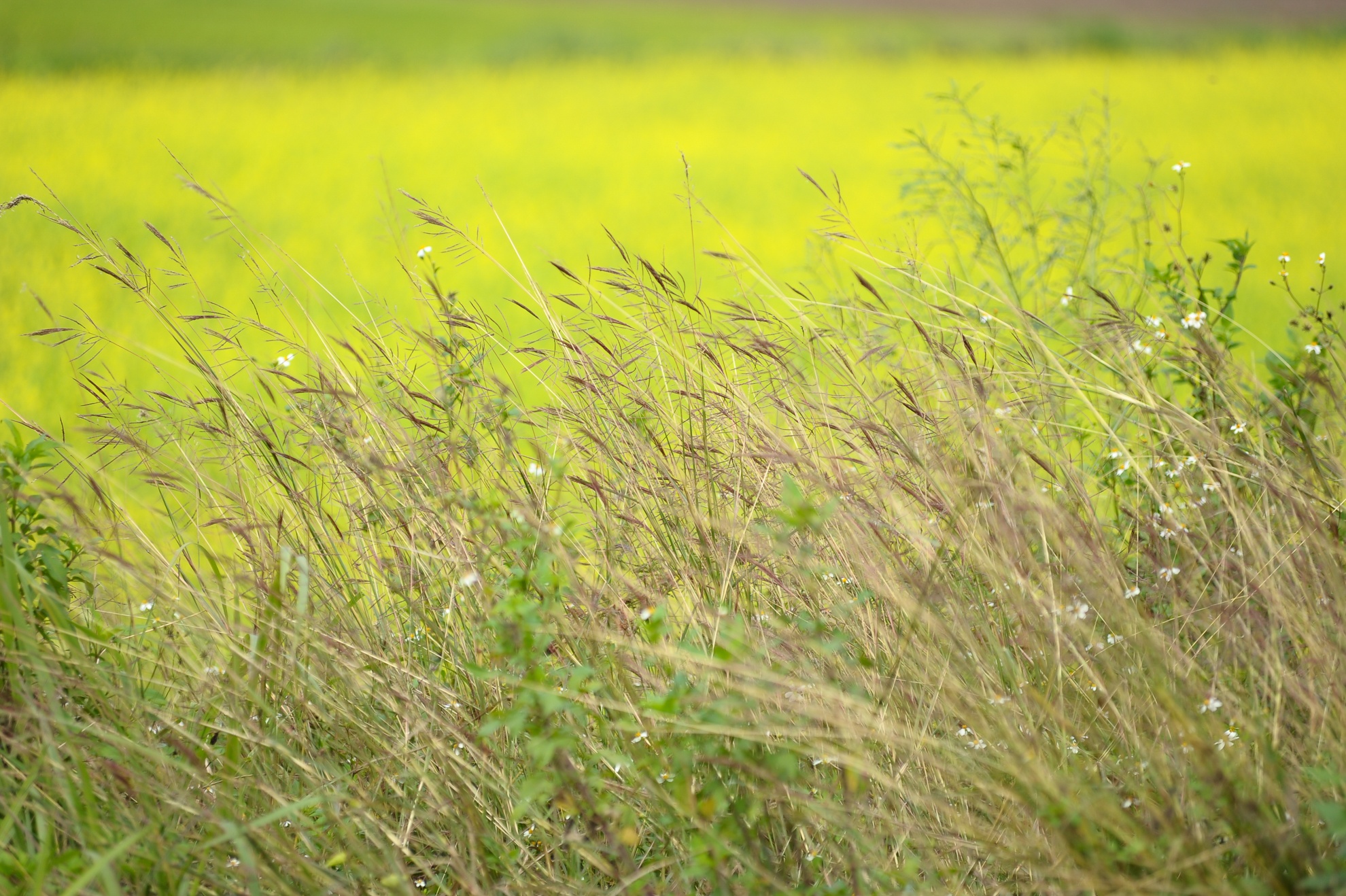 Những vạt cỏ lau