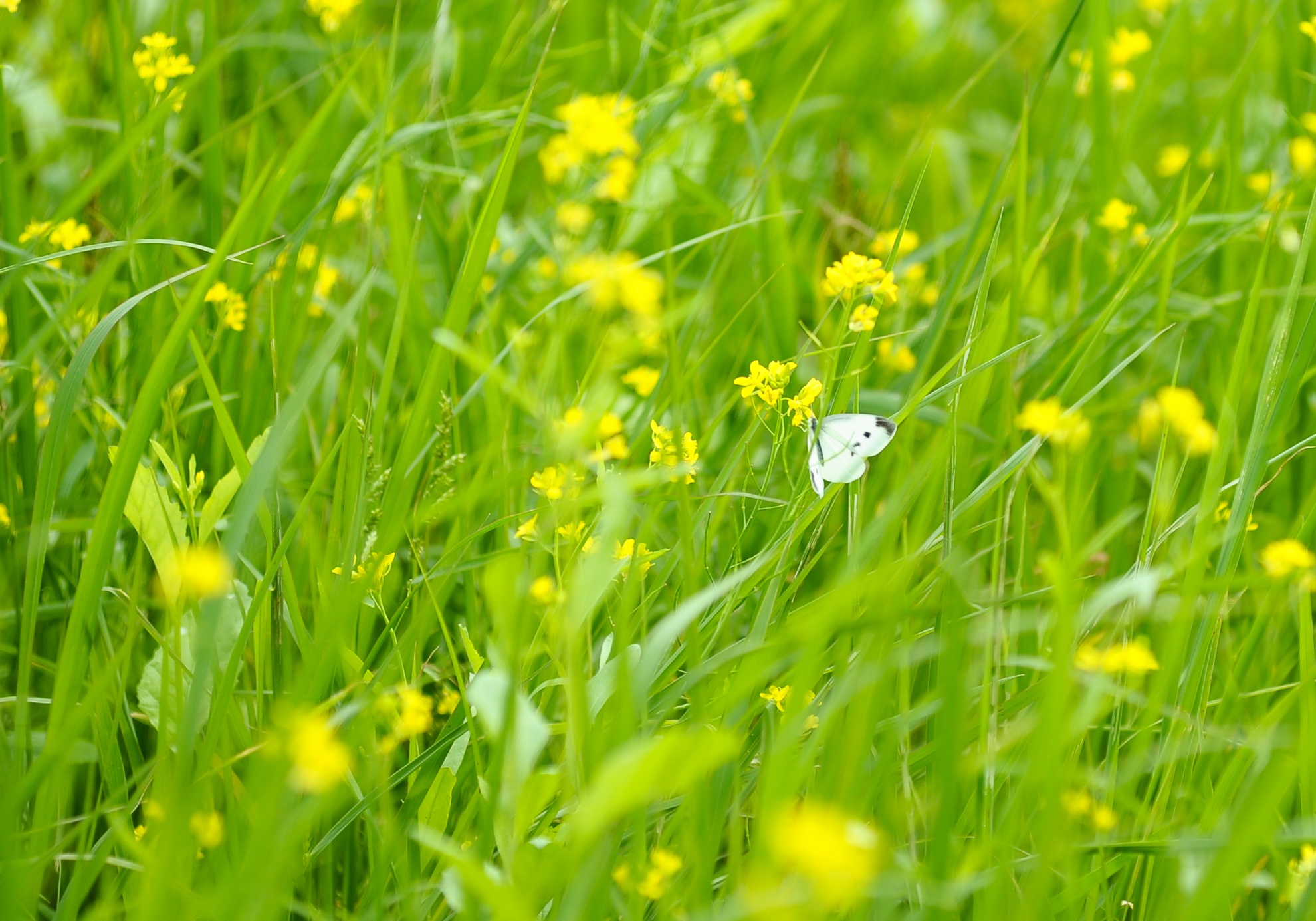 Tô điểm cho không gian thêm phần lãng mạn.