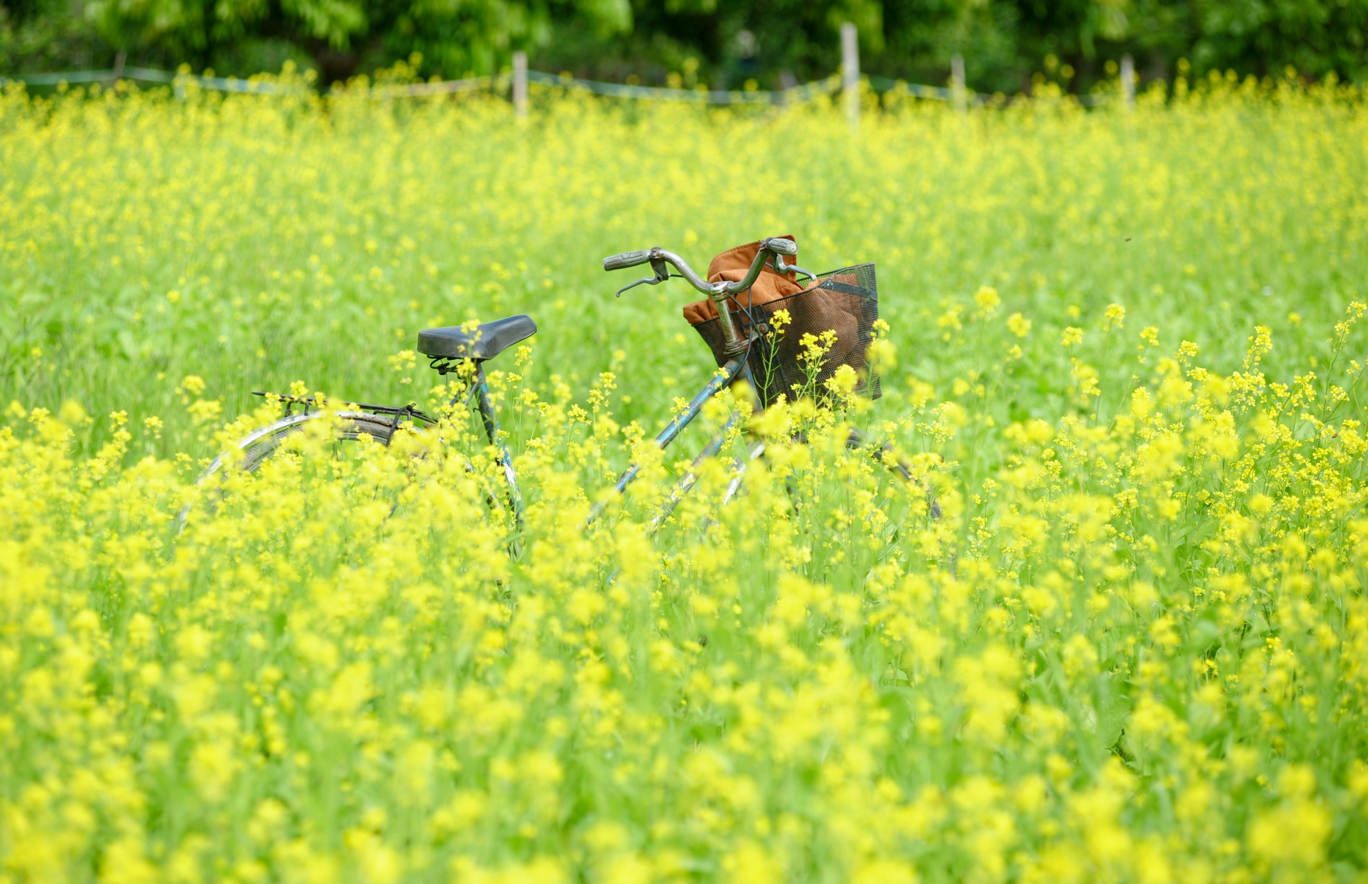 Nên nếu không nhanh chân thì bạn có thể bỏ lỡ một mùa hoa đẹp.