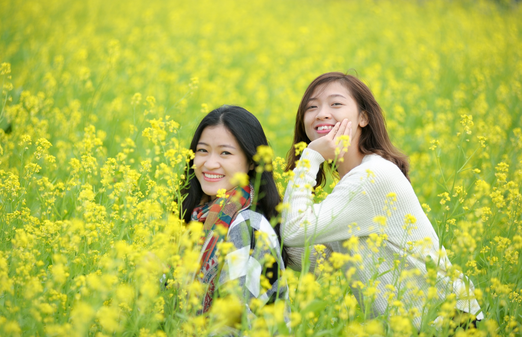 Hai chị em Thuý (1989) và Thảo (1994) không ngại ngần đi xe máy gần 20km và bỏ 40 nghìn đồng để được chụp ảnh giữa đồng hoa. Thuý cho biết: Hai chị em đi đâu cũng có nhau và chụp ảnh ở đồng hoa cải sẽ là một kỉ niệm đẹp nữa của cả hai.