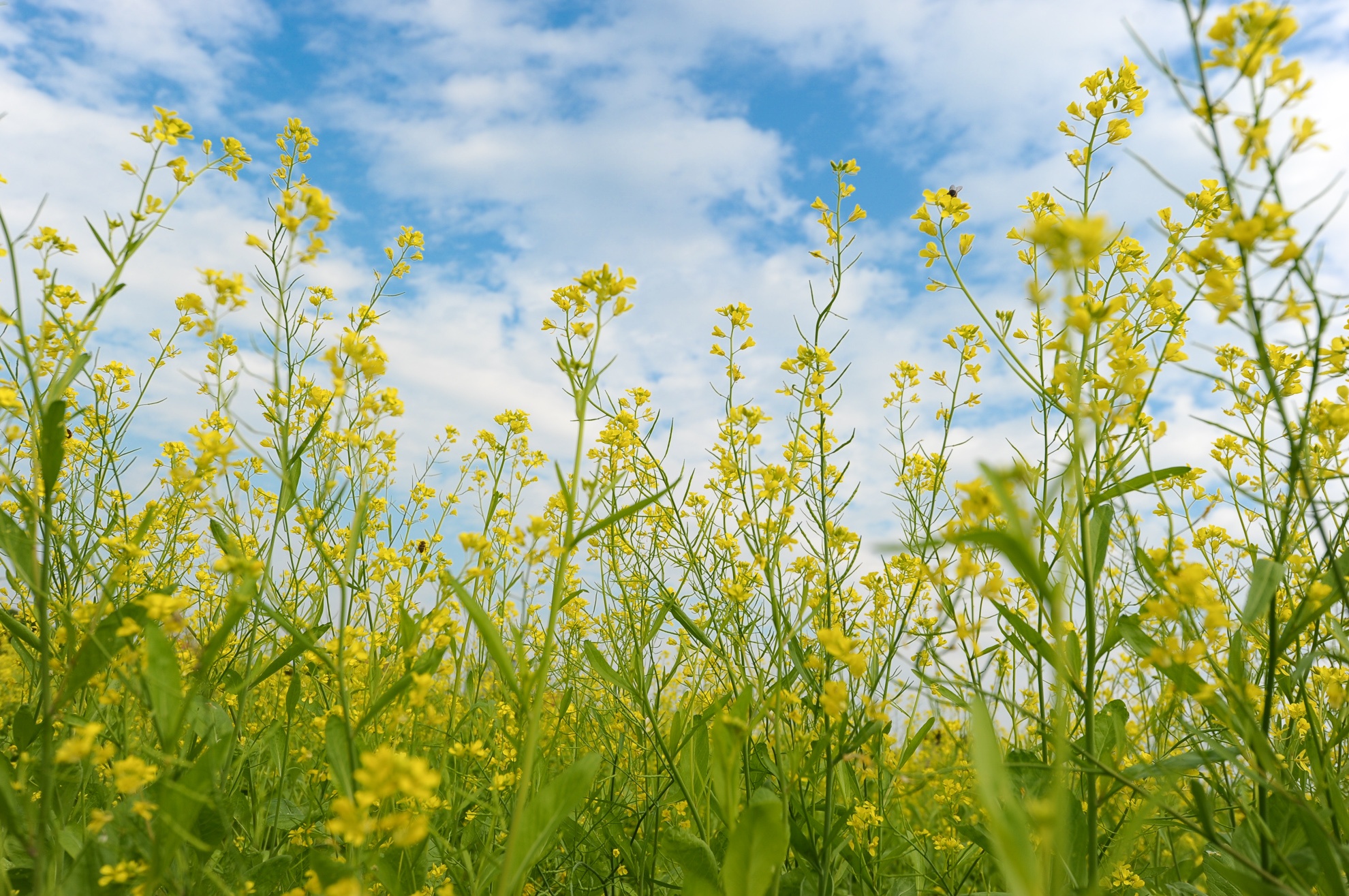 Dong hoa cai no ro o Ha Noi hinh anh