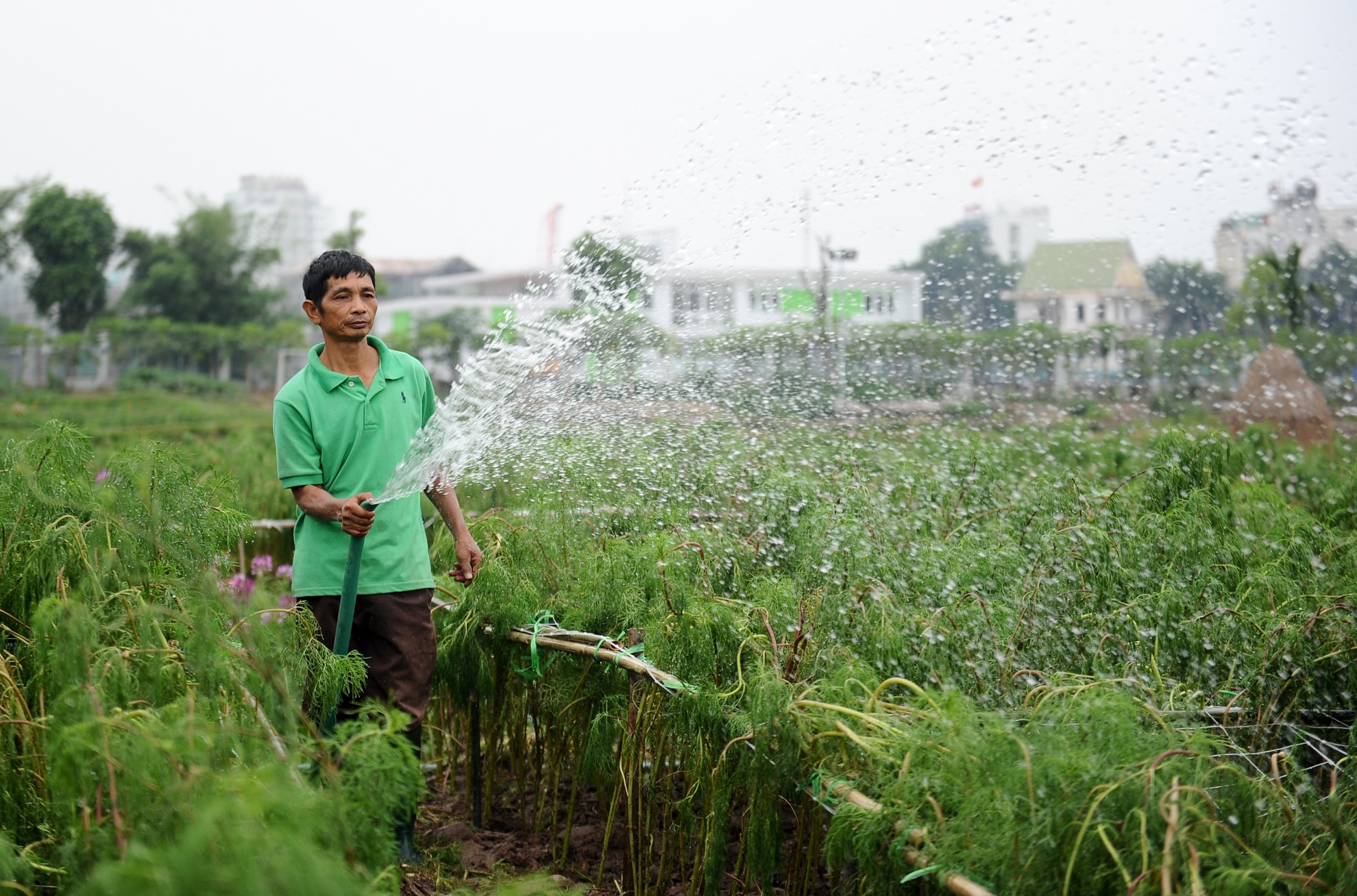 Với việc tập trung chăm sóc, tưới tắm, anh Hiếu hy vọng sau khoảng 2 tuần nữa thì thung lũng hoa Hồ Tây sẽ hồi phục hoàn toàn.