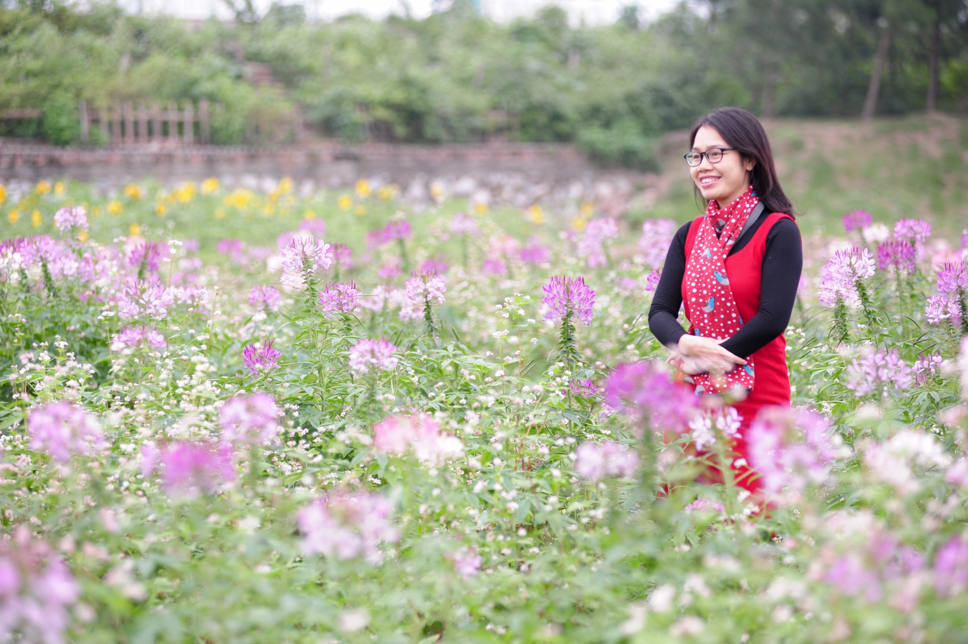 Sau một tuần đóng cửa để cải tạo, chăm sóc, thung lũng hoa Hồ Tây đã mở cửa trở lại vào cuối tuần qua. Thu hút khoảng 200-300 người trong ngày thường và 1000 người vào ngày chủ nhật.