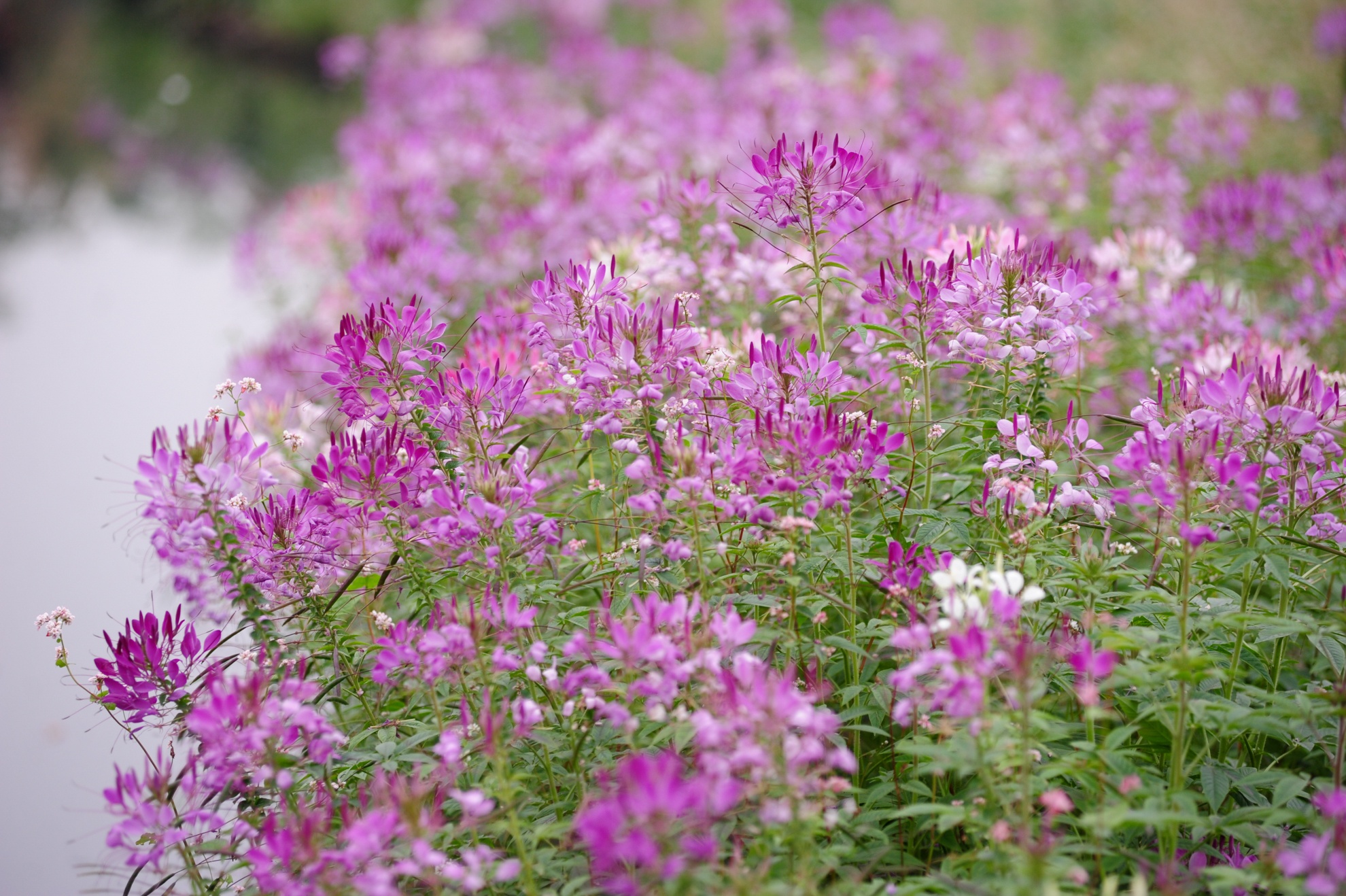 Không khí tan hoang sau ba ngày mở cửa miễn phí dần biến mất. Thay vào đó là những vạt hoa tuý điệp đang thời kỳ nở đẹp.
