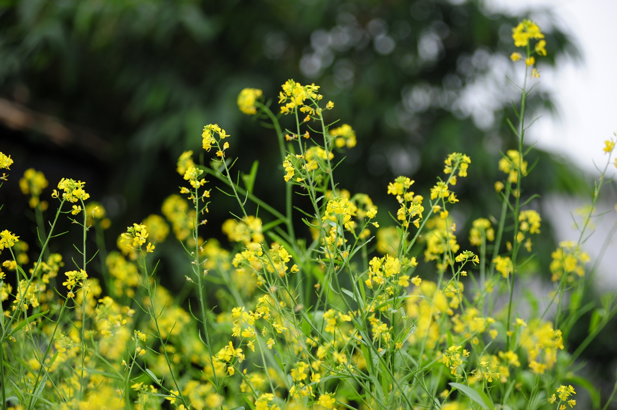 Những luống hoa cải vàng rực rỡ.