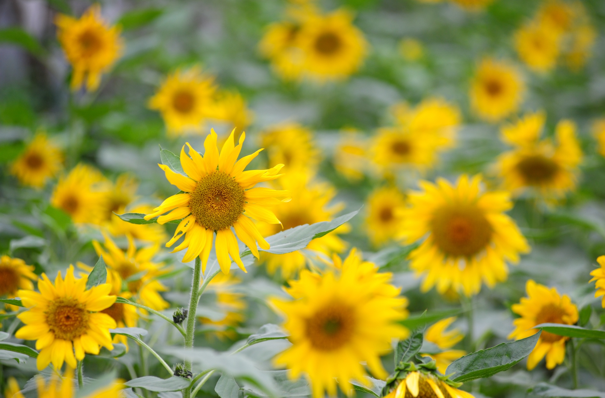 Những bông hoa hướng dương mới nở.