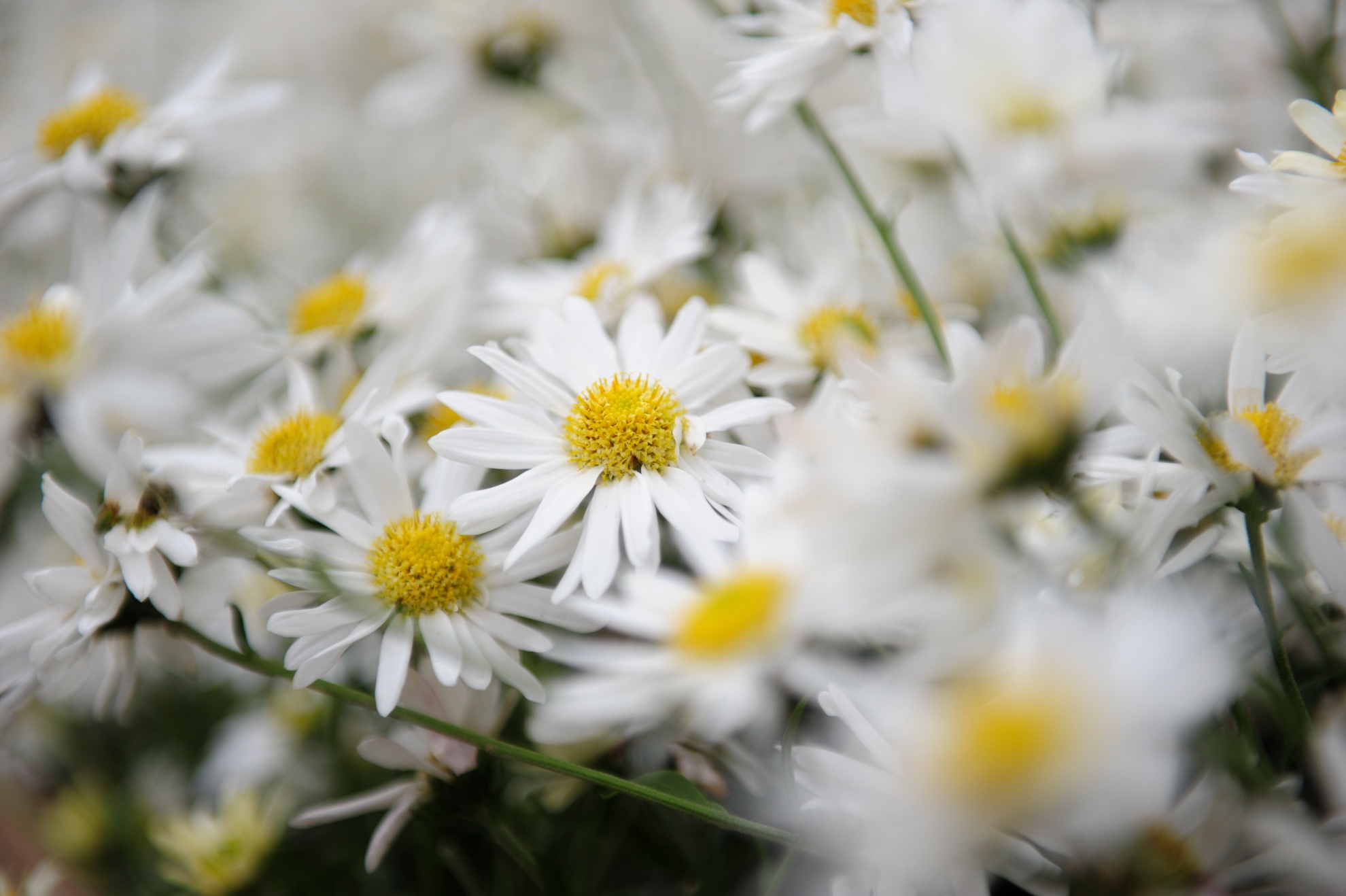 Màu trắng tinh khiết của cúc hoạ mi.