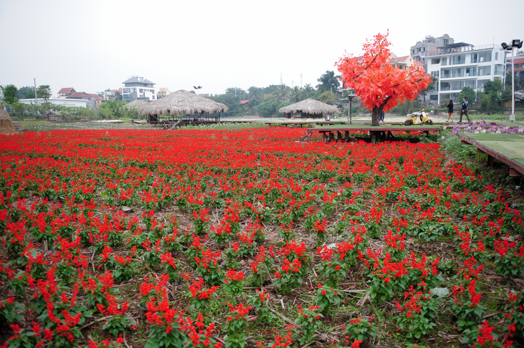 Thảm hoa xôn đỏ rực.