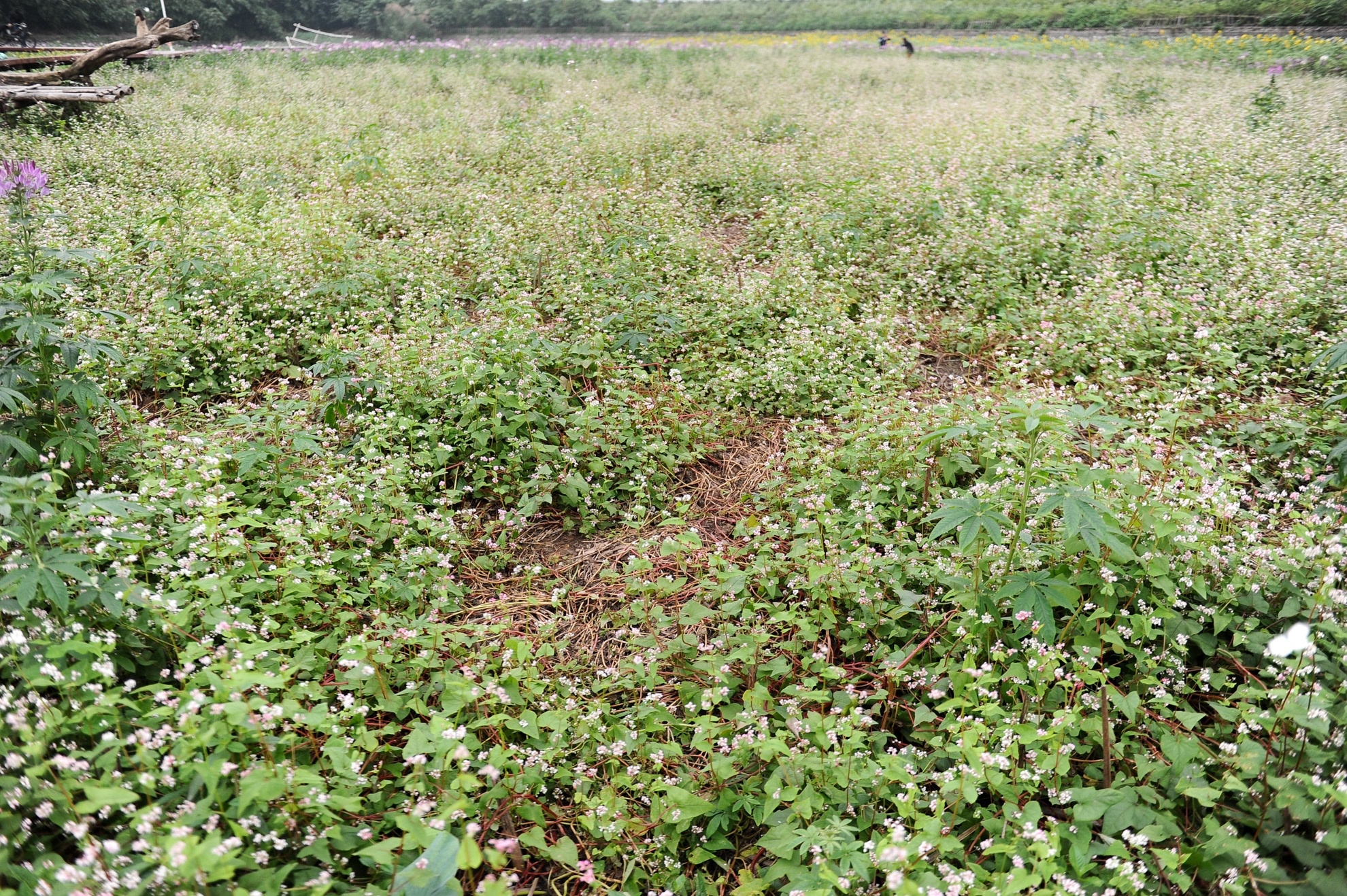 Tuy vậy, thảm hoa tam giác mạnh bị giẫm đạp nhiều nhất trong đợt mở cửa miễn phí vẫn chưa thể phục hồi. Theo lời anh Hiếu, chủ vườn hoa thì dù đã đánh hoa từ xa về khu vực này trồng bổ sung nhưng vẫn không thể cứu vãn. Hiện luống hoa này chỉ đẹp bằng 50% so với trước khi bị giẫm nát.