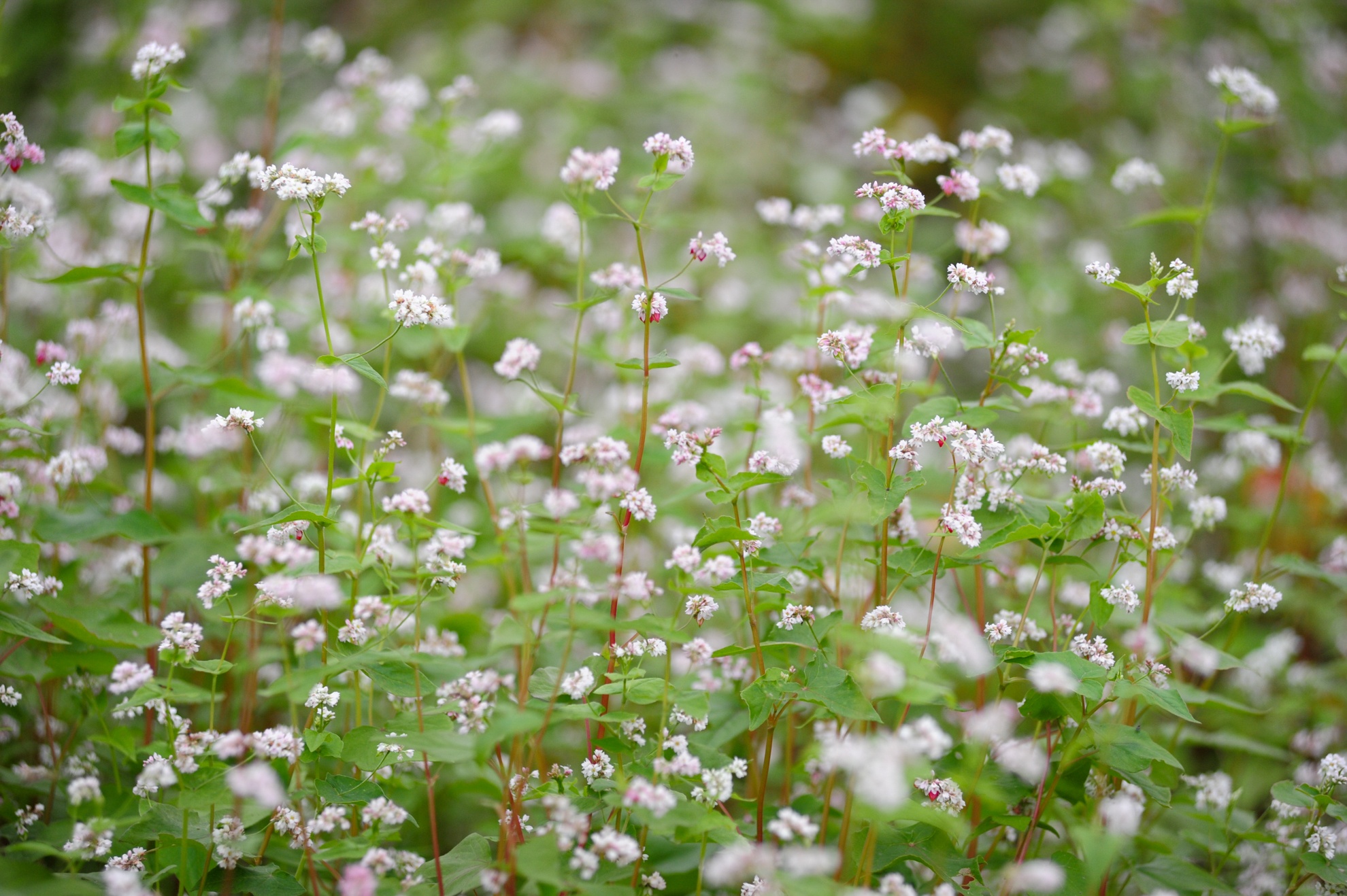 Còn ở phía xa thì thảm hoa tam giác mạch đã hồi sinh gần như nguyên vẹn. 