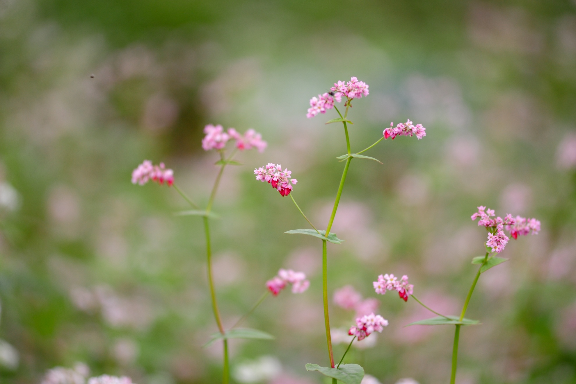 Nhiều bông hoa đã chuyển màu hồng tím.