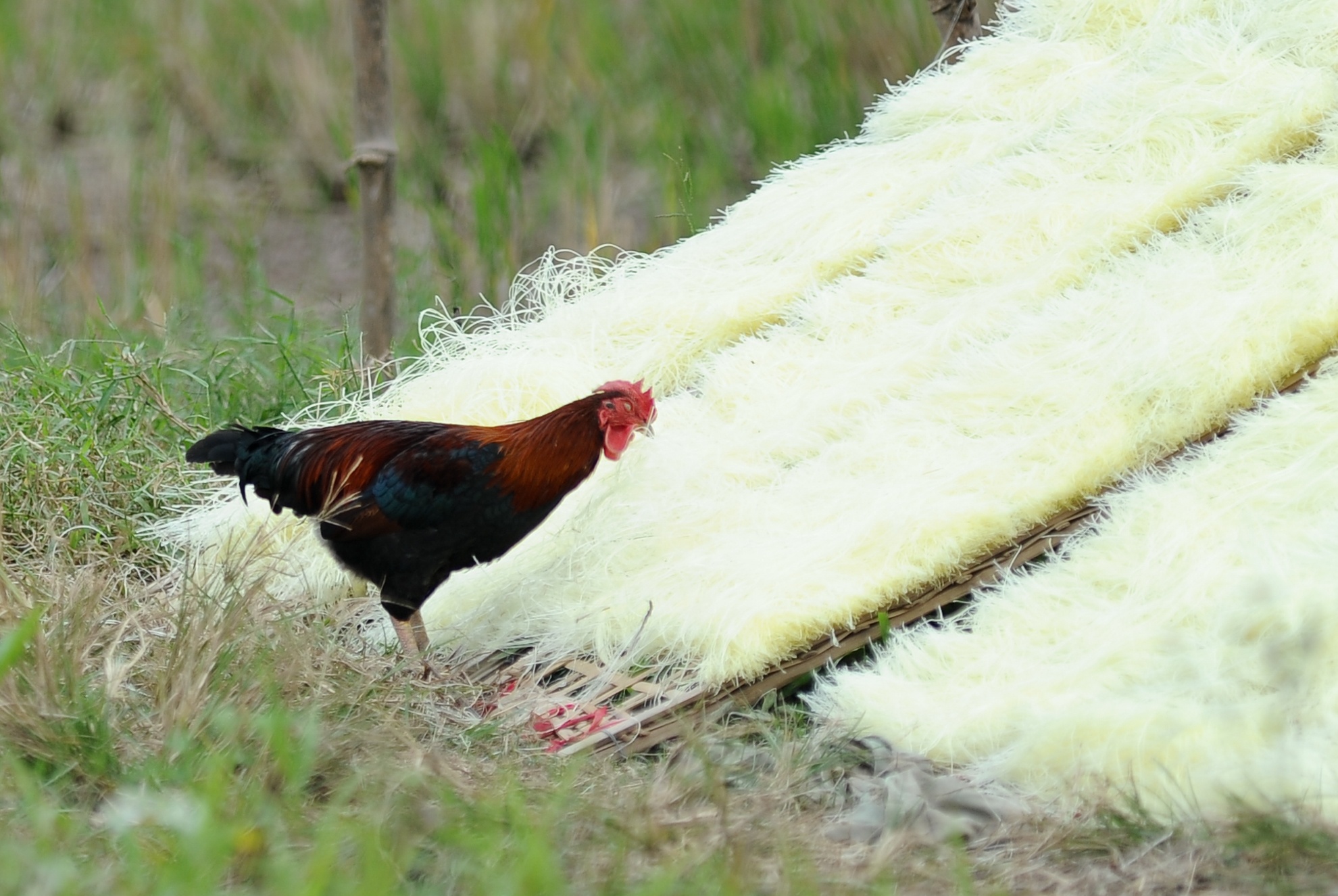 Những đàn gà “chạy bộ” cũng thoả sức kiếm ăn trên những phên mỳ, miến vốn chỉ dành cho con người. Càng nguy hiểm hơn khi những phên miến sau khi được phơi xong sẽ được đóng gói và bán luôn cho người sử dụng.