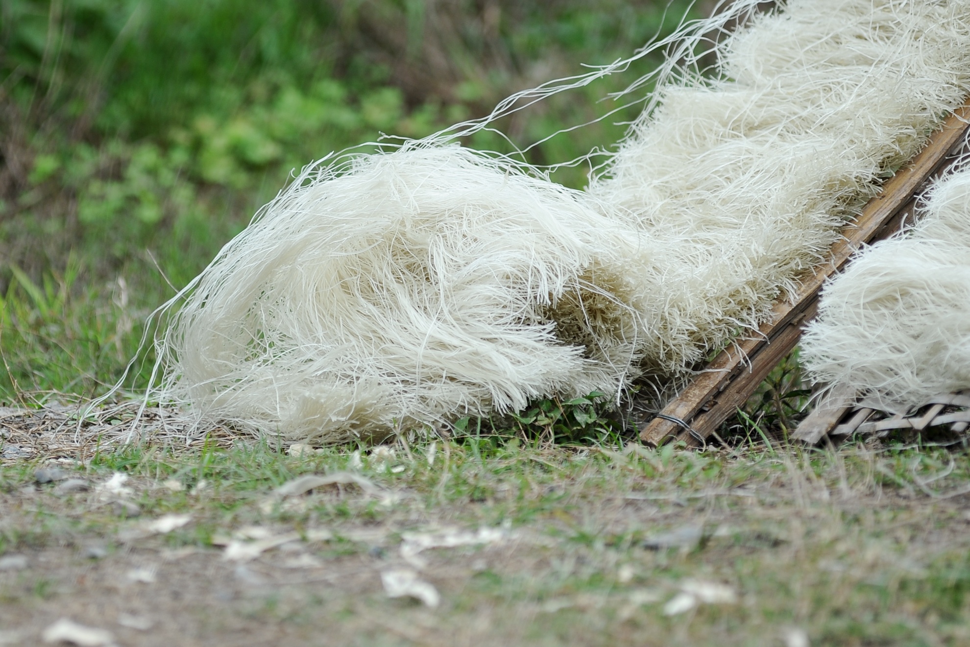 Do gió mạnh, những cuộn mỳ khô rơi xuống đất.