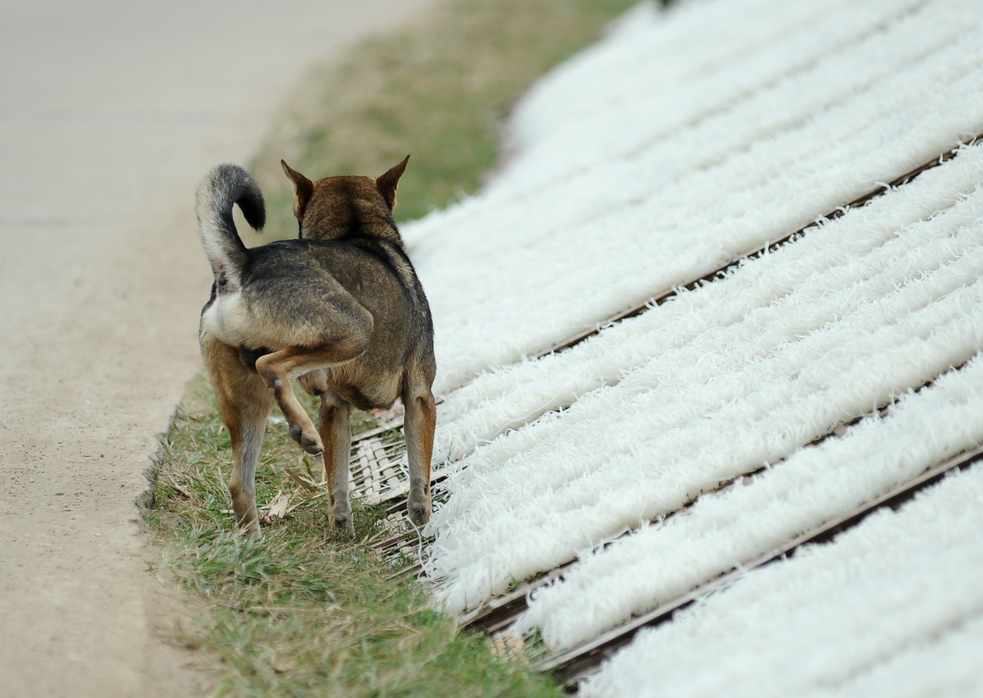 Không chỉ khói bụi, chó mèo ở đây được thả rông cũng vô tư phóng uế lên những phên miến.