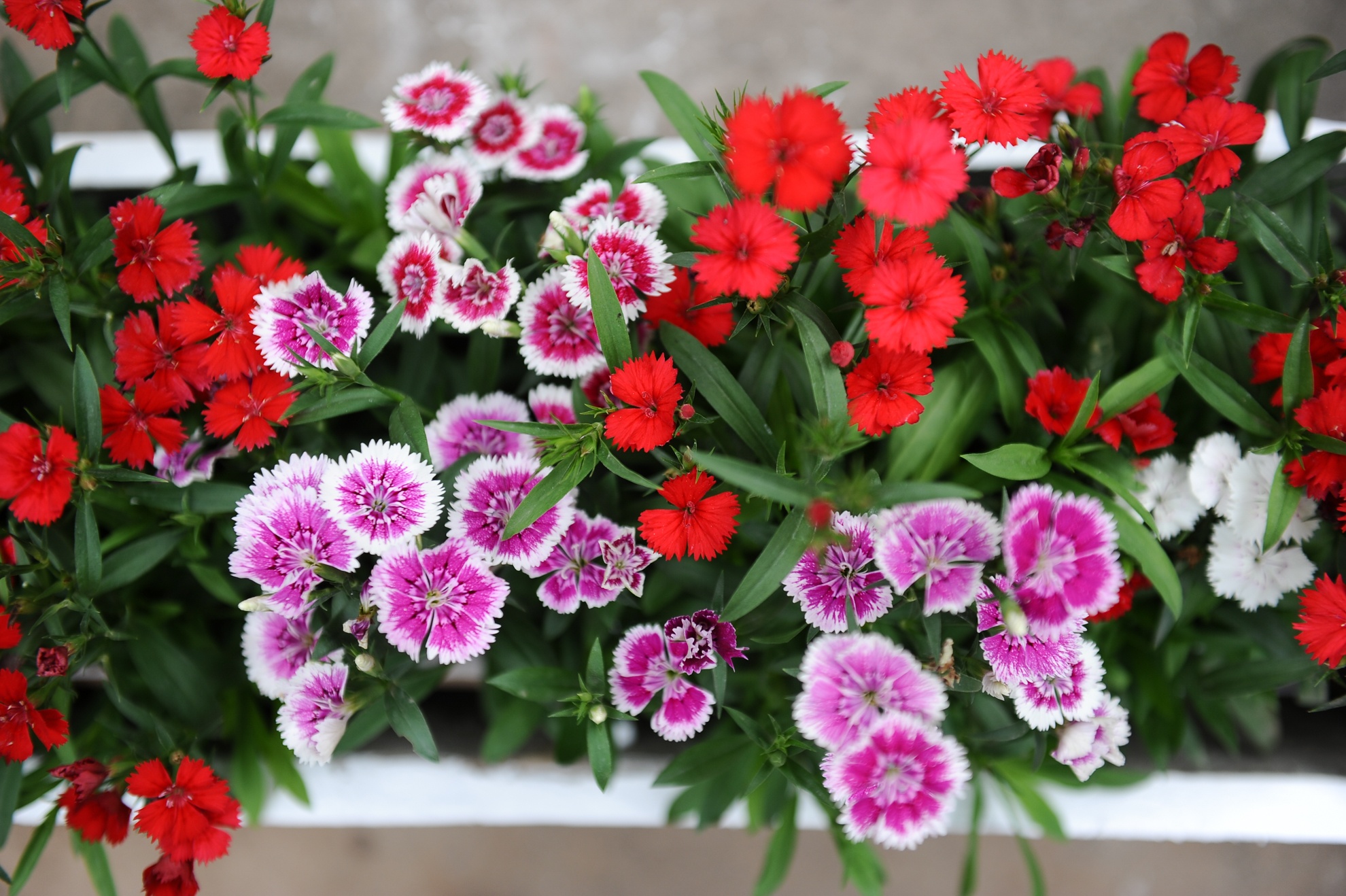 Những chậu hoa tươi được mang về đặt xung quanh hang đá