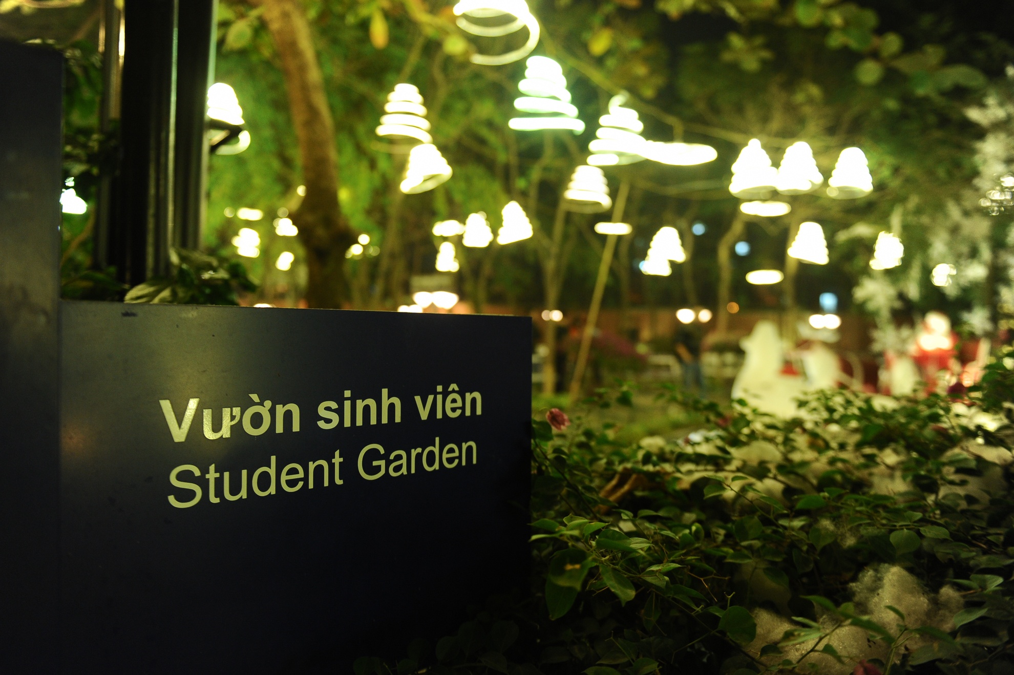 Gần một tháng nay, khu vườn sinh viên của Trường Đại học Thăng Long (Hà Nội) được trang hoàng bằng những cây thông, xe tuần lộc và đặc biệt là những dàn đèn sáng lung linh.
