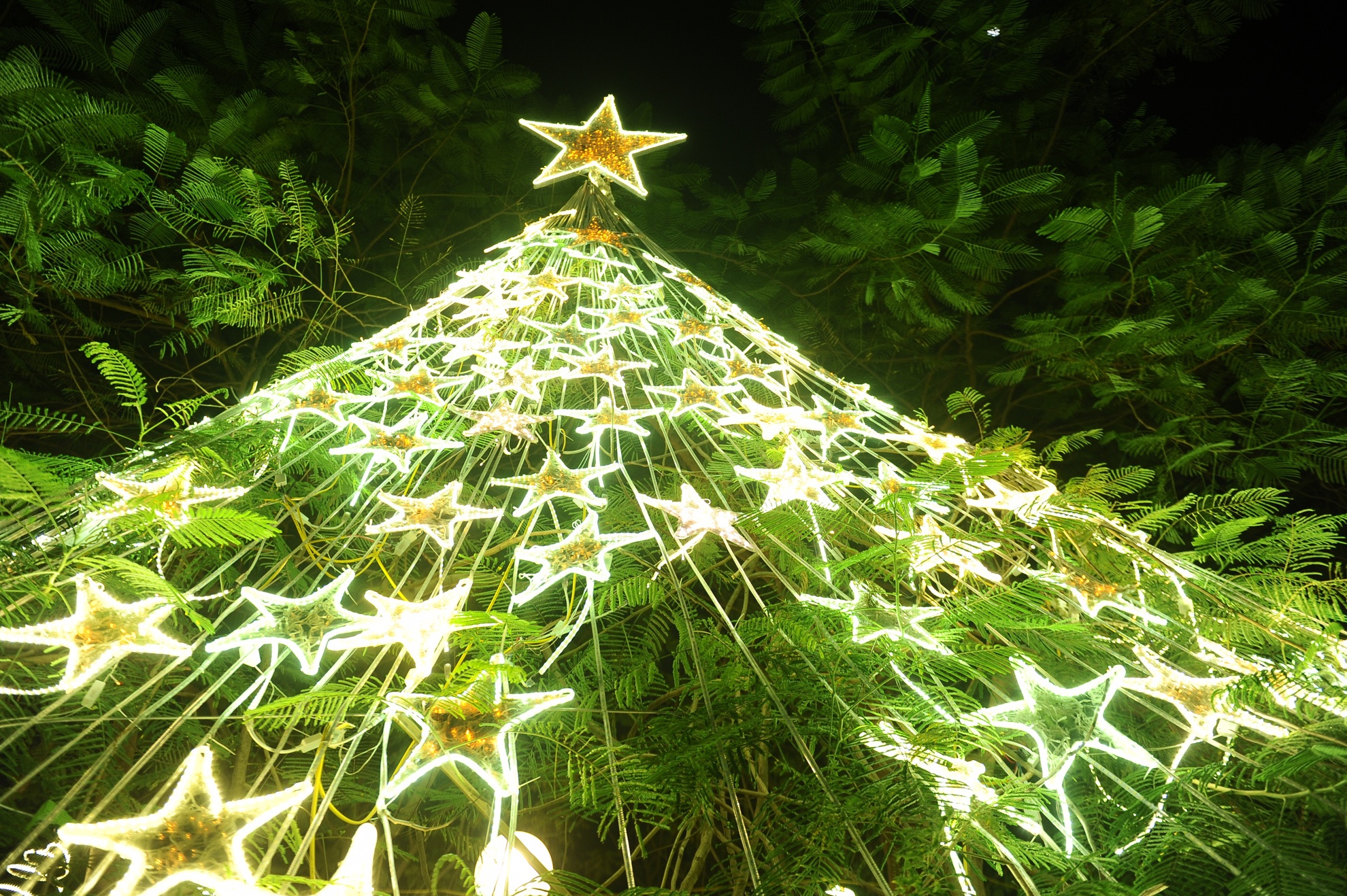 Tán cây phượng được xếp khéo léo thành một cây thông khổng lồ.