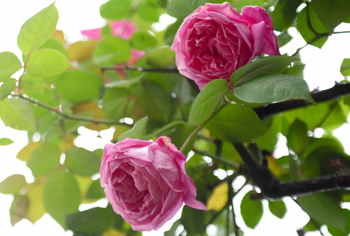 Cay ngu qua, hong co Sapa gia hang chuc trieu dat khach hinh anh