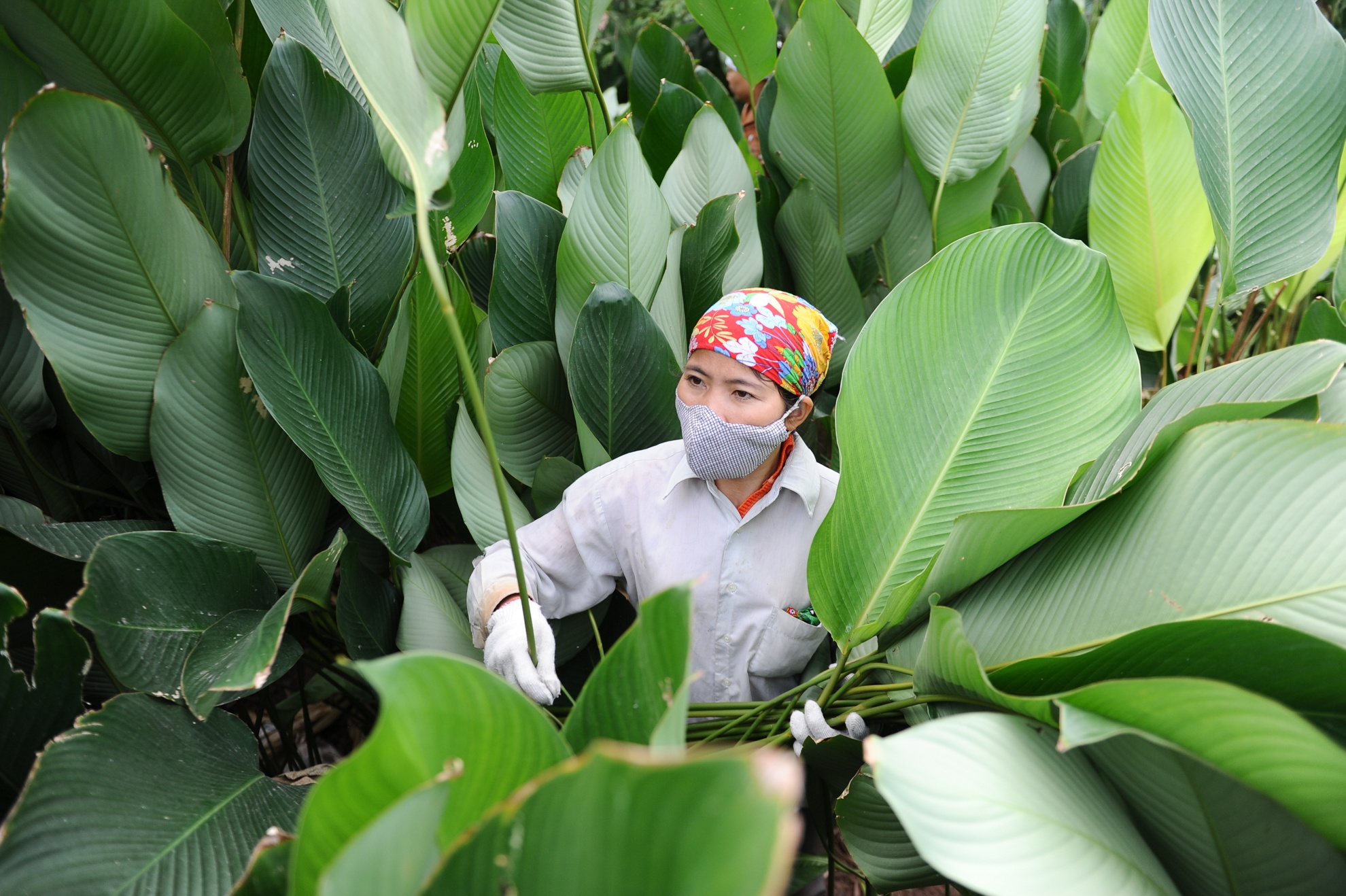 Pha la dong trong cam duong, nong dan om qua dang hinh anh
