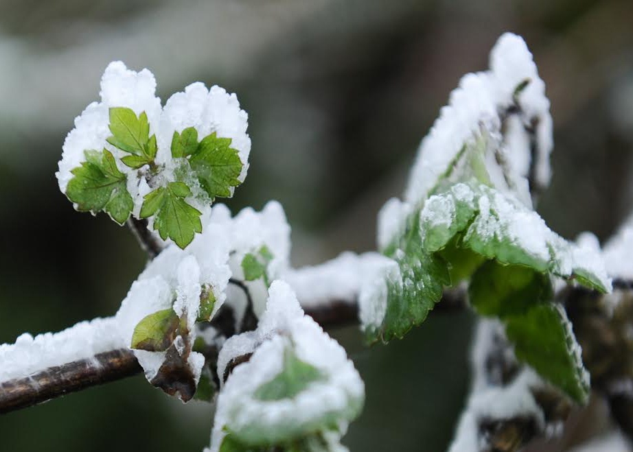 Mau Son -2,1 do C, bang tuyet phu trang hinh anh