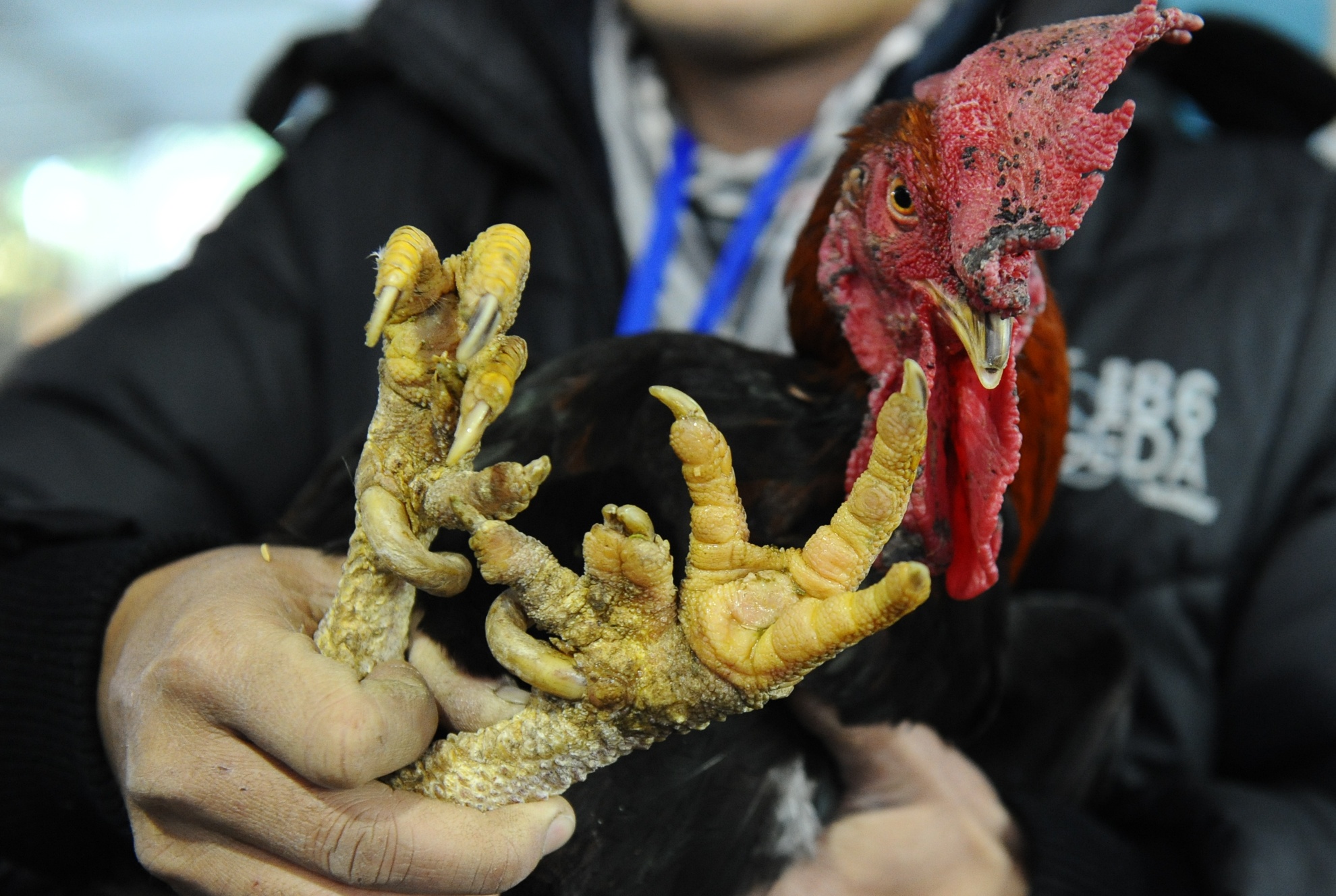 Ga 9 cua xuat hien tai hoi cho xuan hinh anh