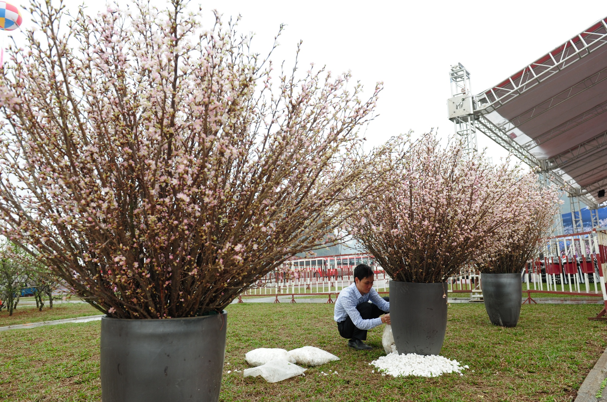 le hoi hoa anh dao Ha Long anh 3