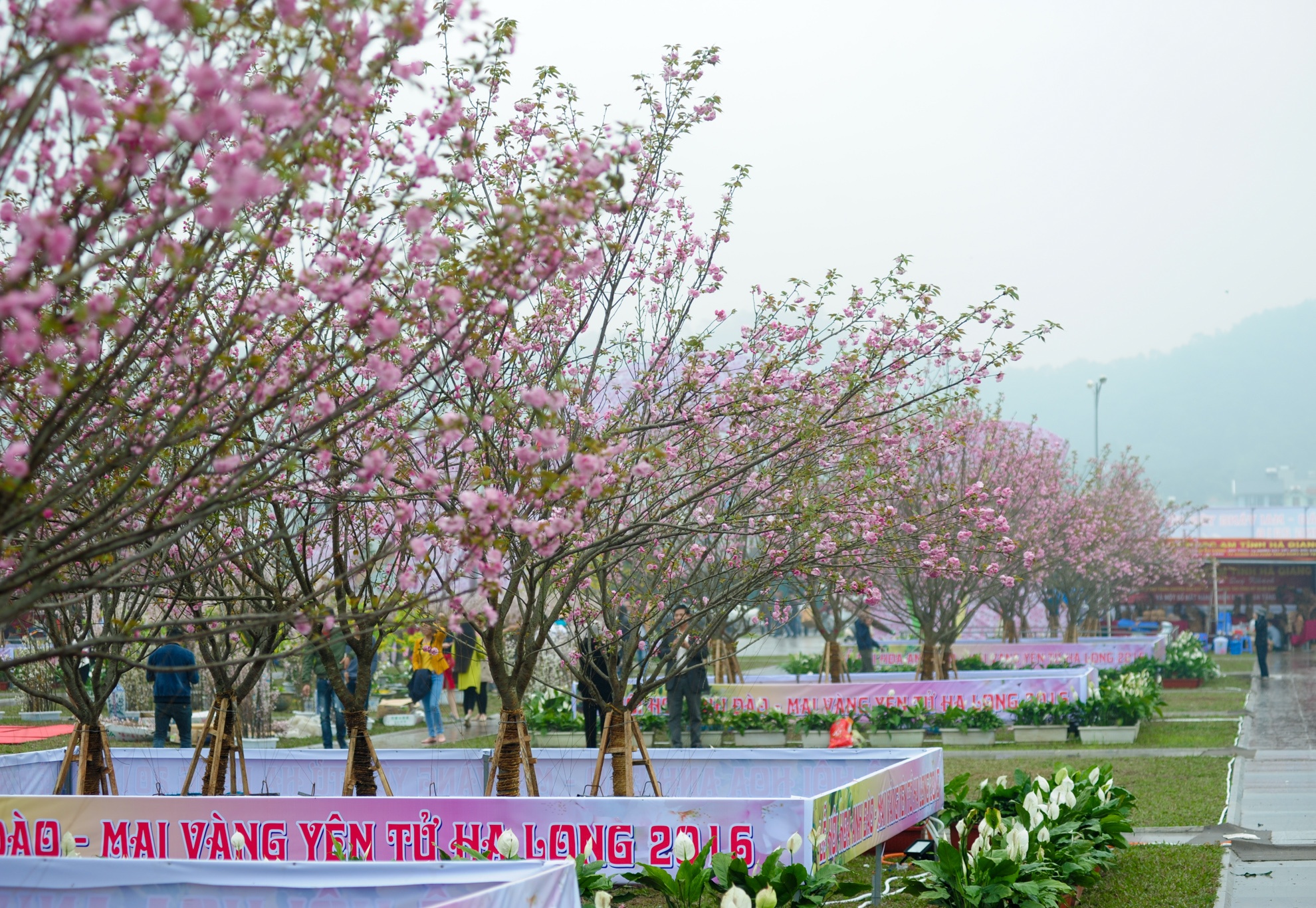 le hoi hoa anh dao Ha Long anh 2