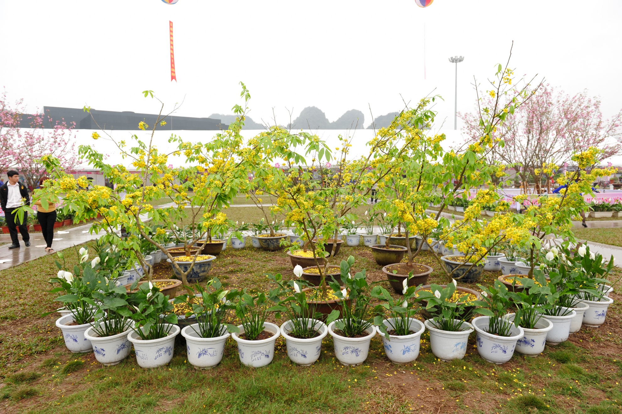 le hoi hoa anh dao Ha Long anh 5