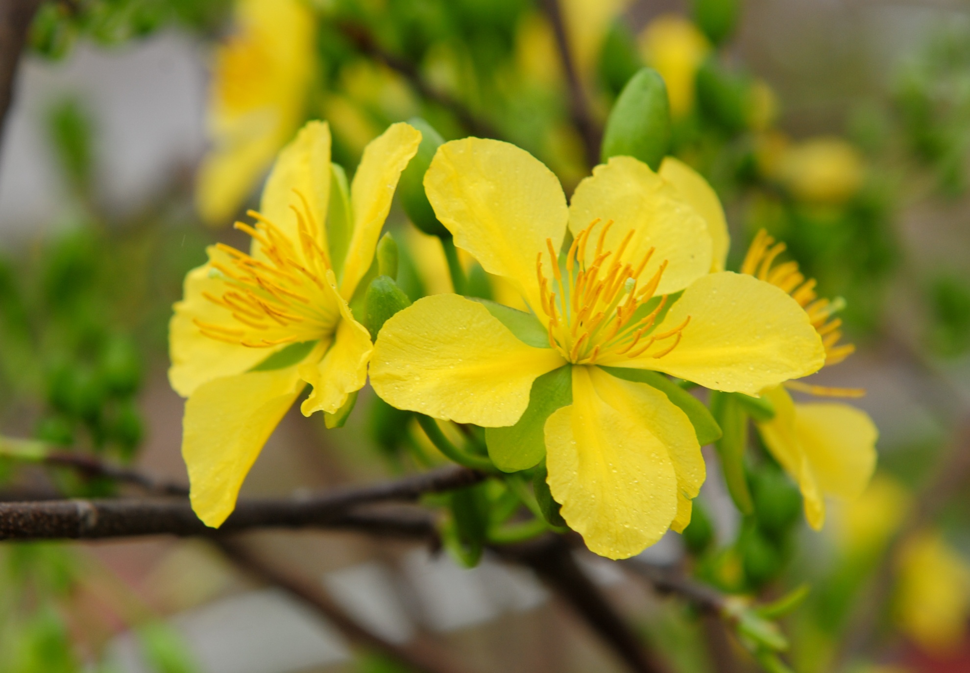 le hoi hoa anh dao Ha Long anh 6