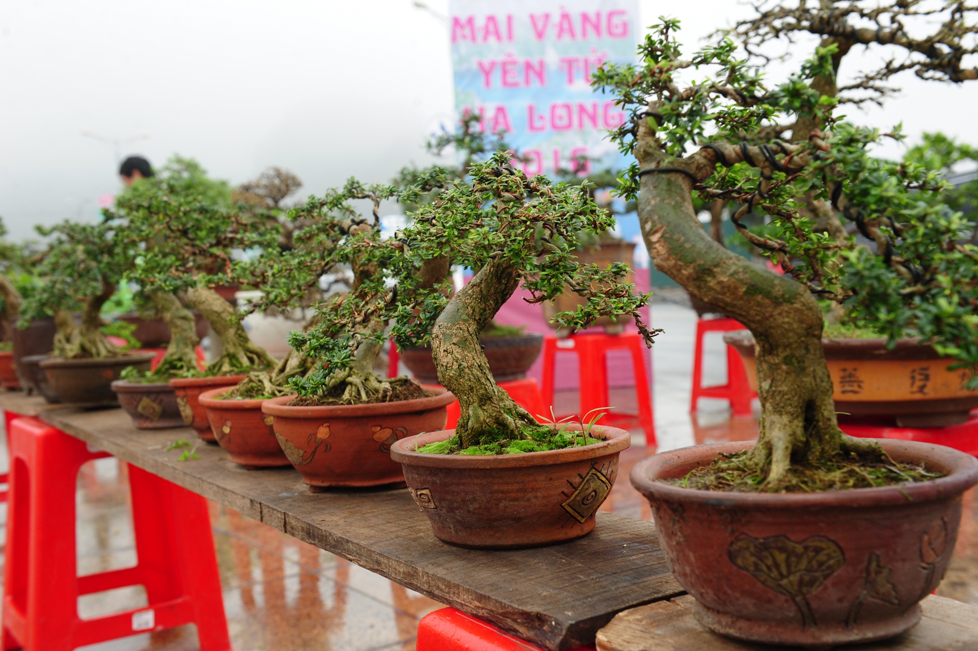 le hoi hoa anh dao Ha Long anh 8