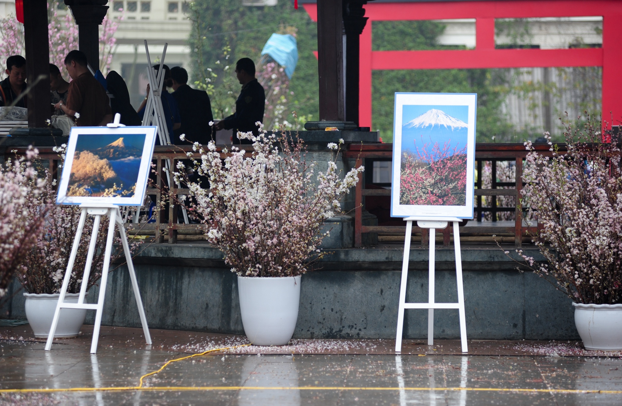 bao ve hoa anh dao anh 10