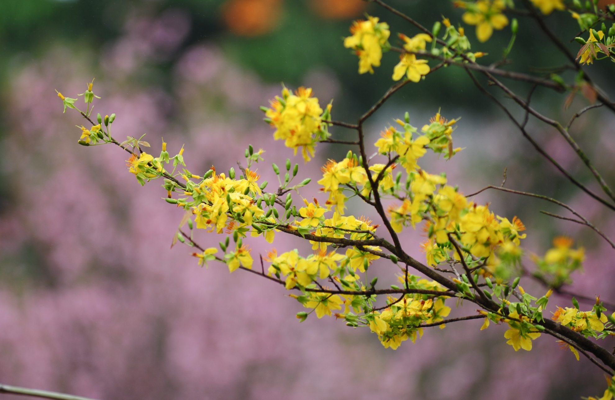 bao ve hoa anh dao anh 11