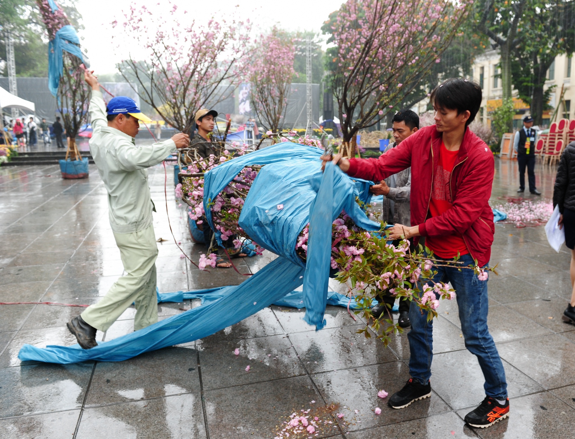 bao ve hoa anh dao anh 7