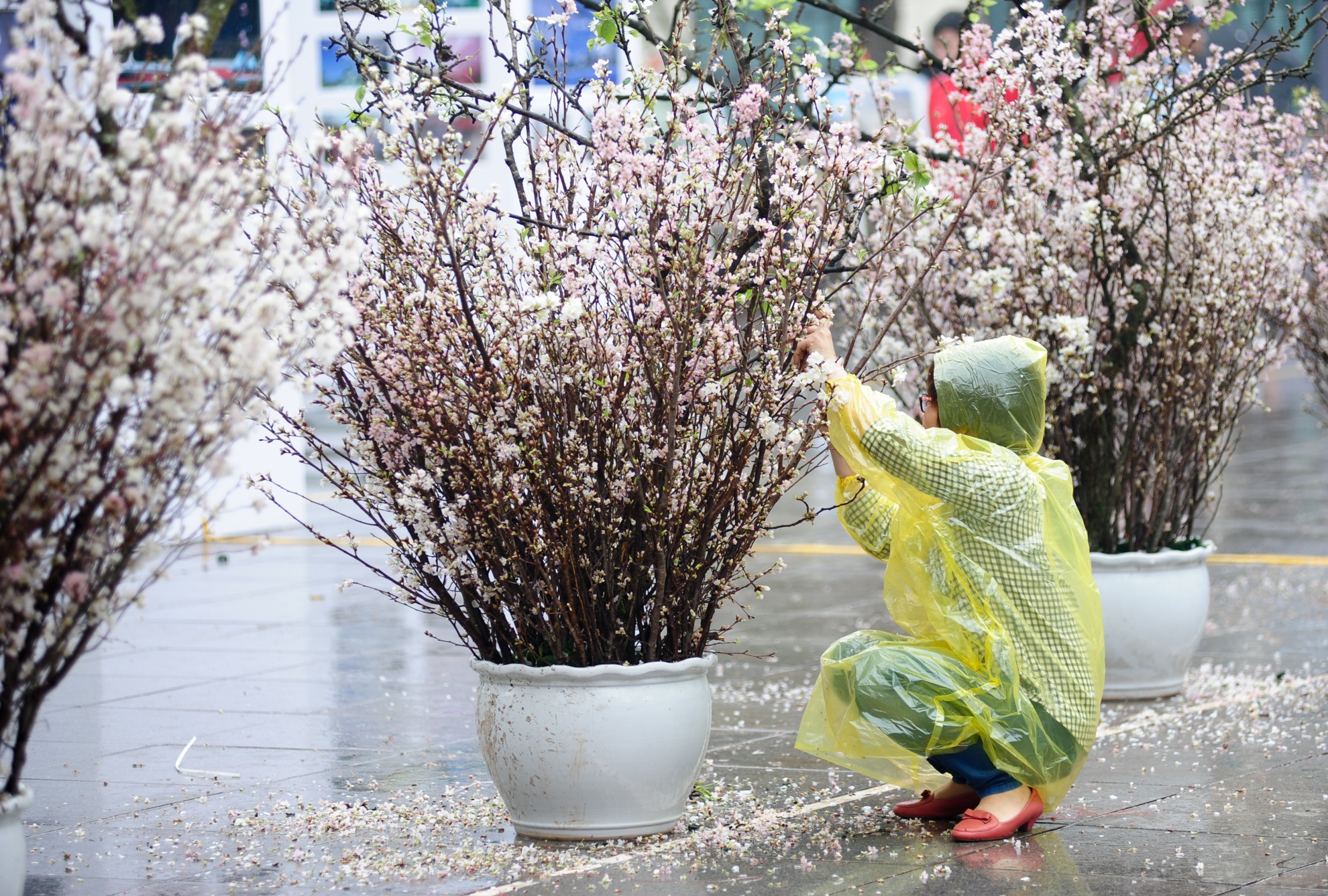 bao ve hoa anh dao anh 8