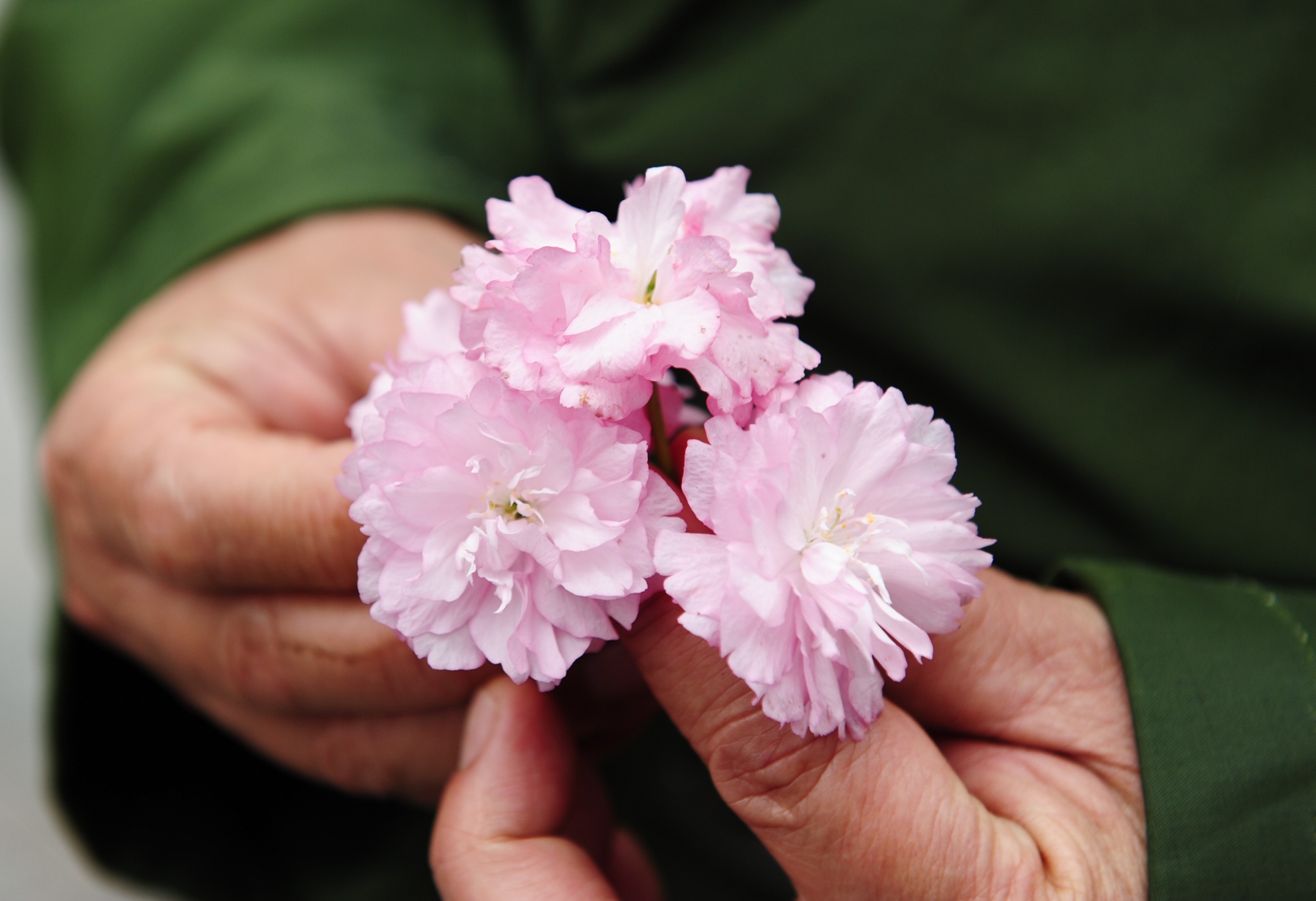 bao ve hoa anh dao anh 9