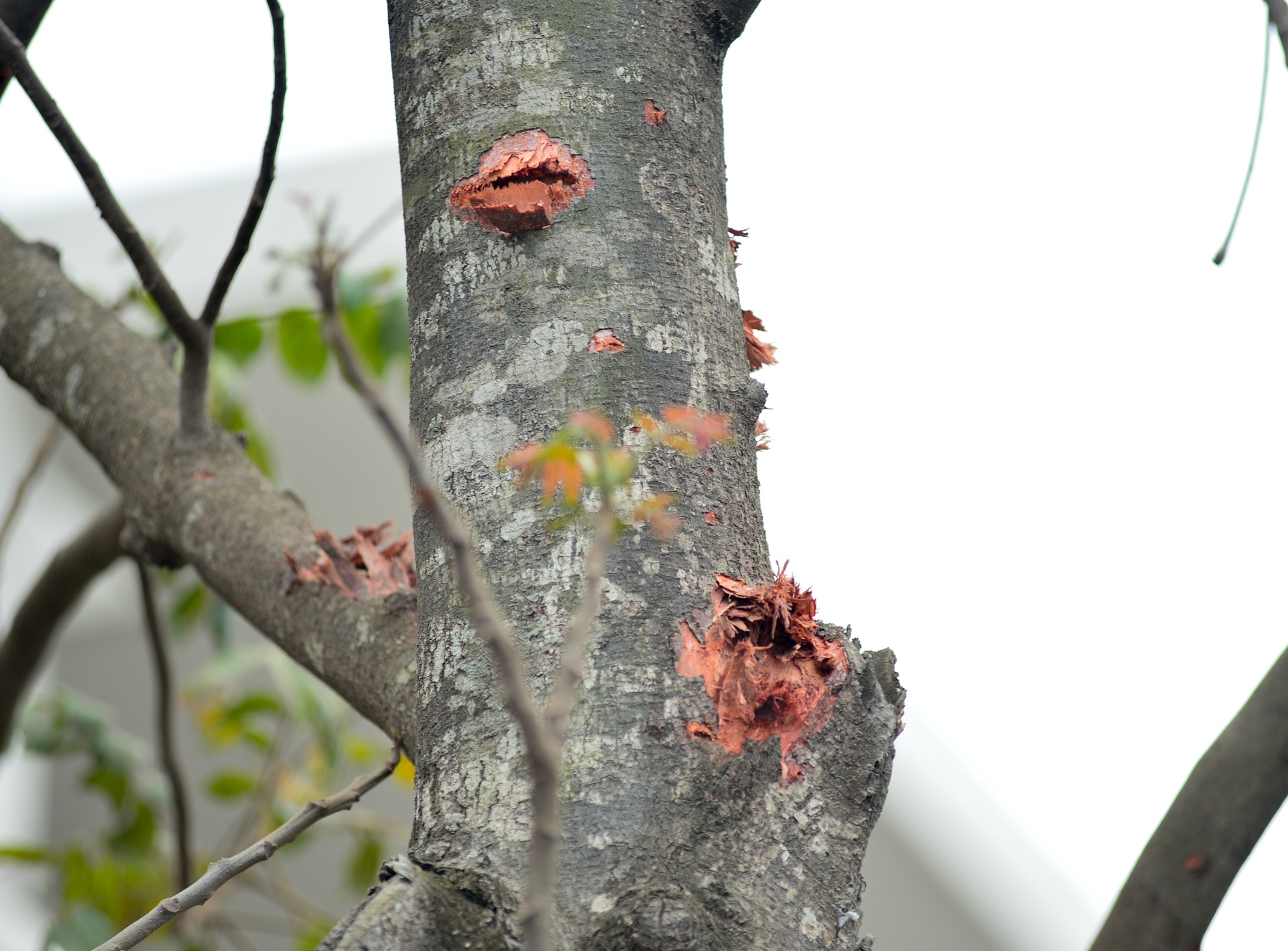 vu no o ha dong anh 9