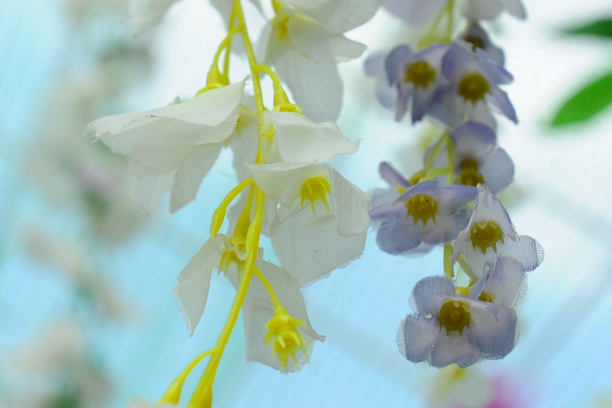 le hoi hoa tu dang gay that vong anh 4