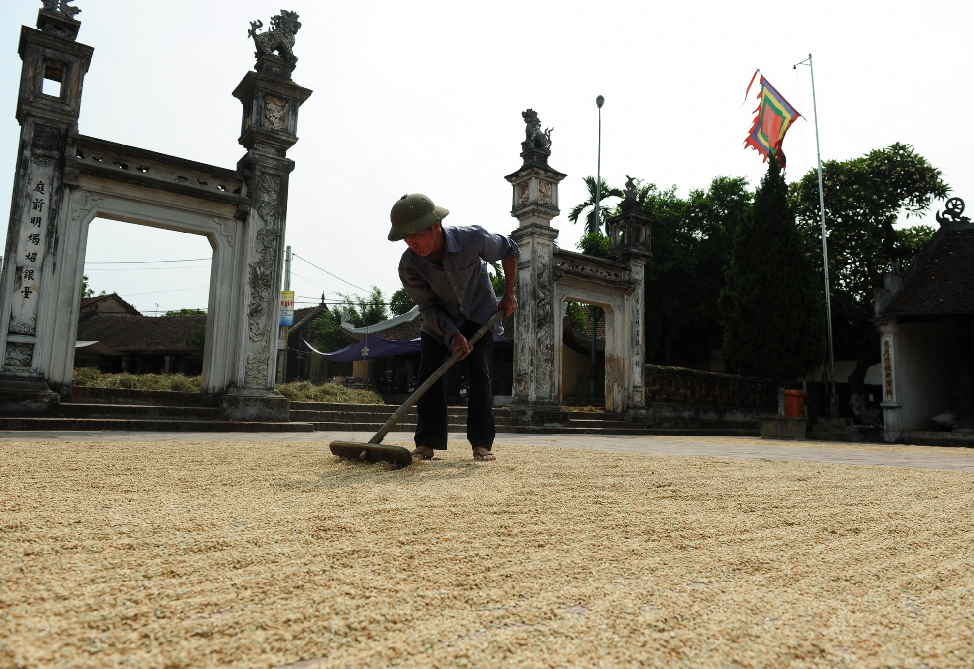 gat lua trong nang nong anh 11